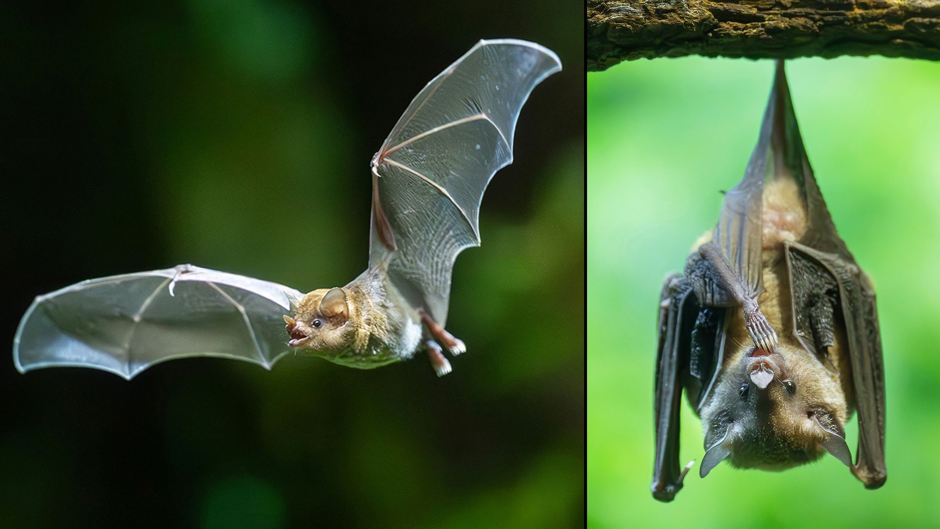 Heute.at - Im Schnee wächst hier ein Stückchen Regenwald in Wien