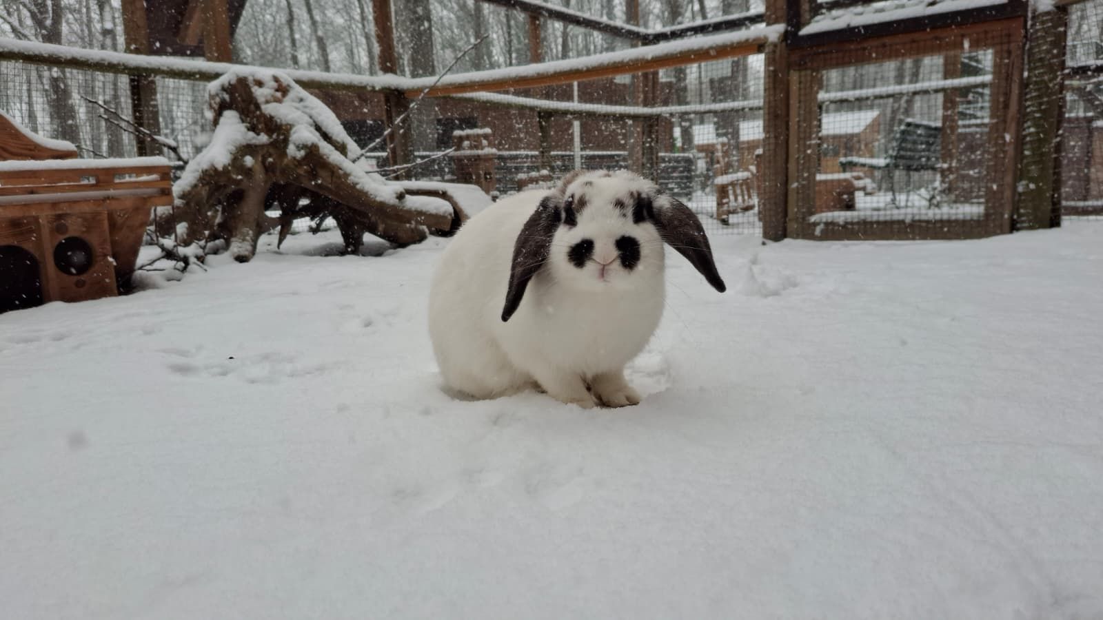 Auch ein unverwegenes Kaninchen musste sich den Schnee ganz genau ansehen. 