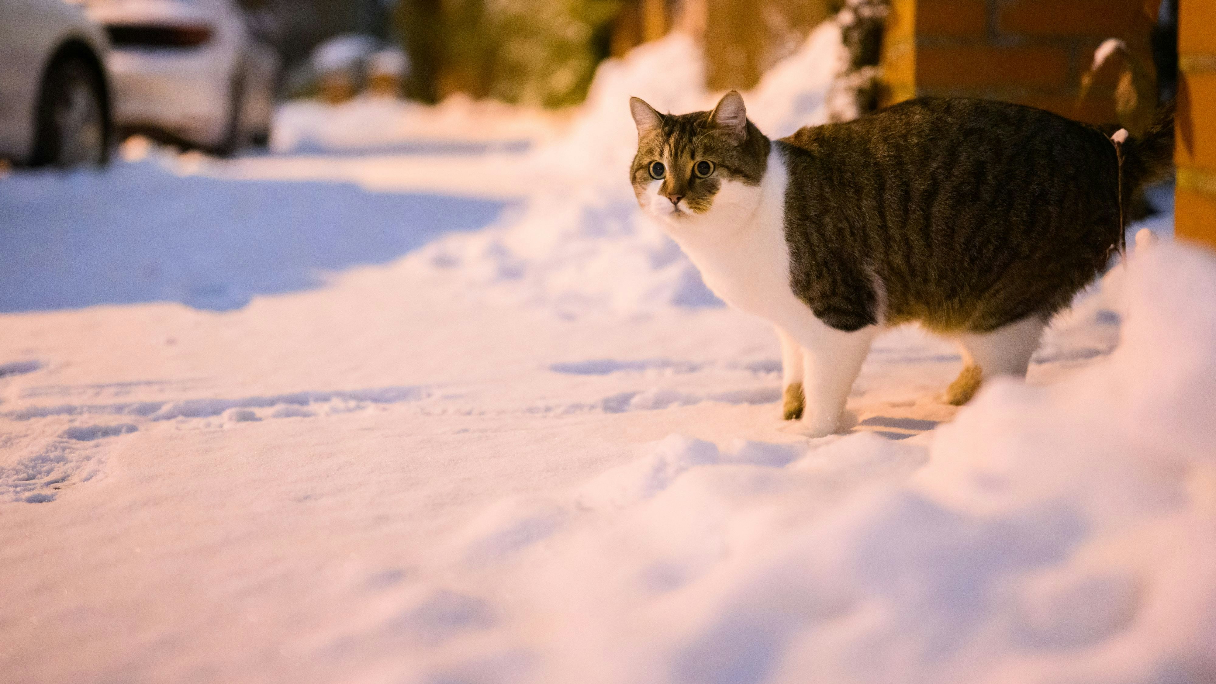 Heute.at - Schock im Schnee! Kater pinkelt plötzlich rosa