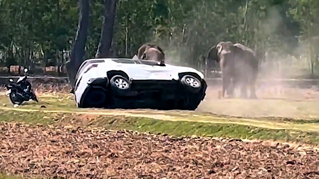 Der Elefantenbulle war richtig zornig.