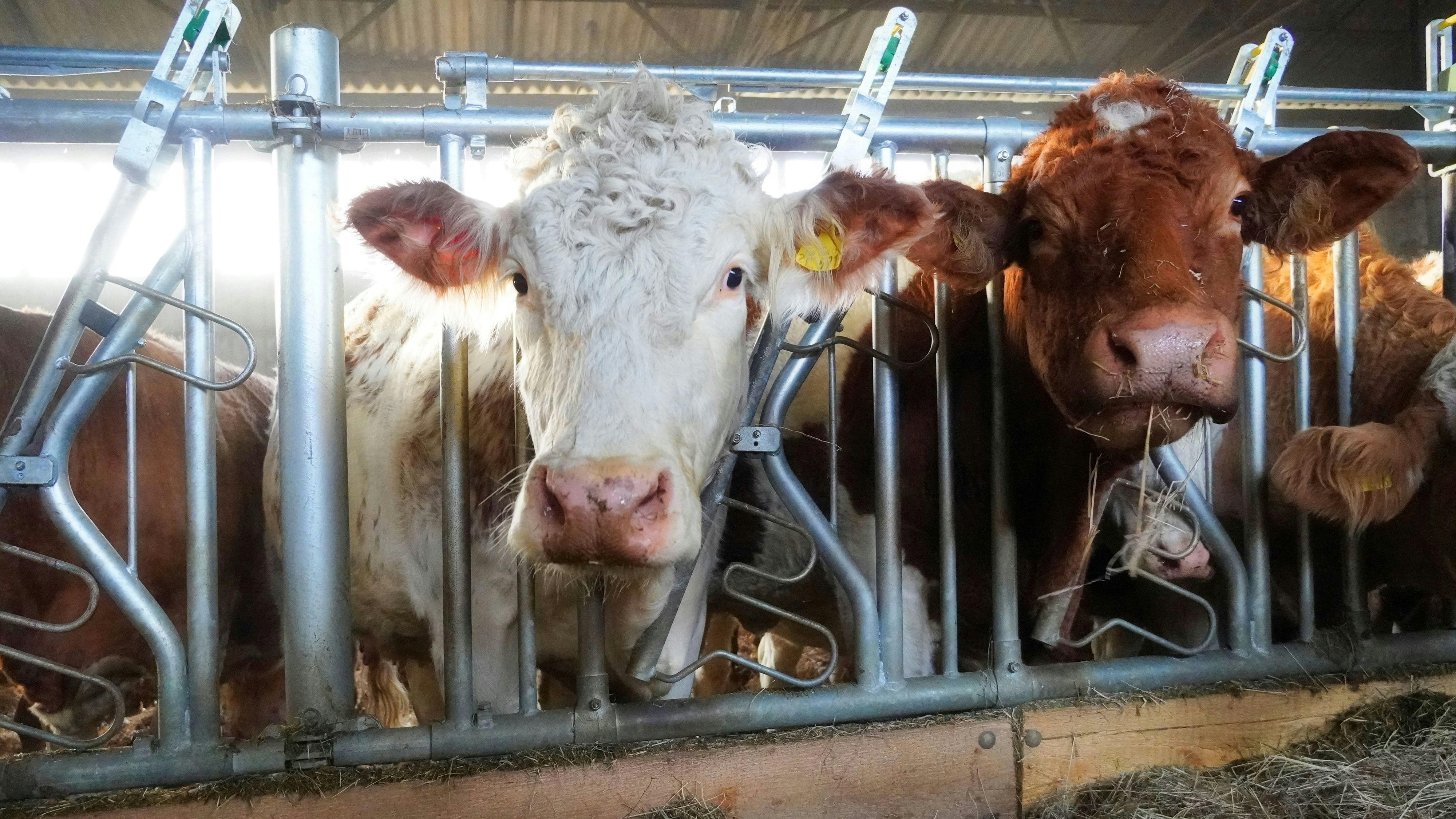 Eine TBC-Übertragung von Tieren auf Menschen ist äußerst selten (Sujetfoto).