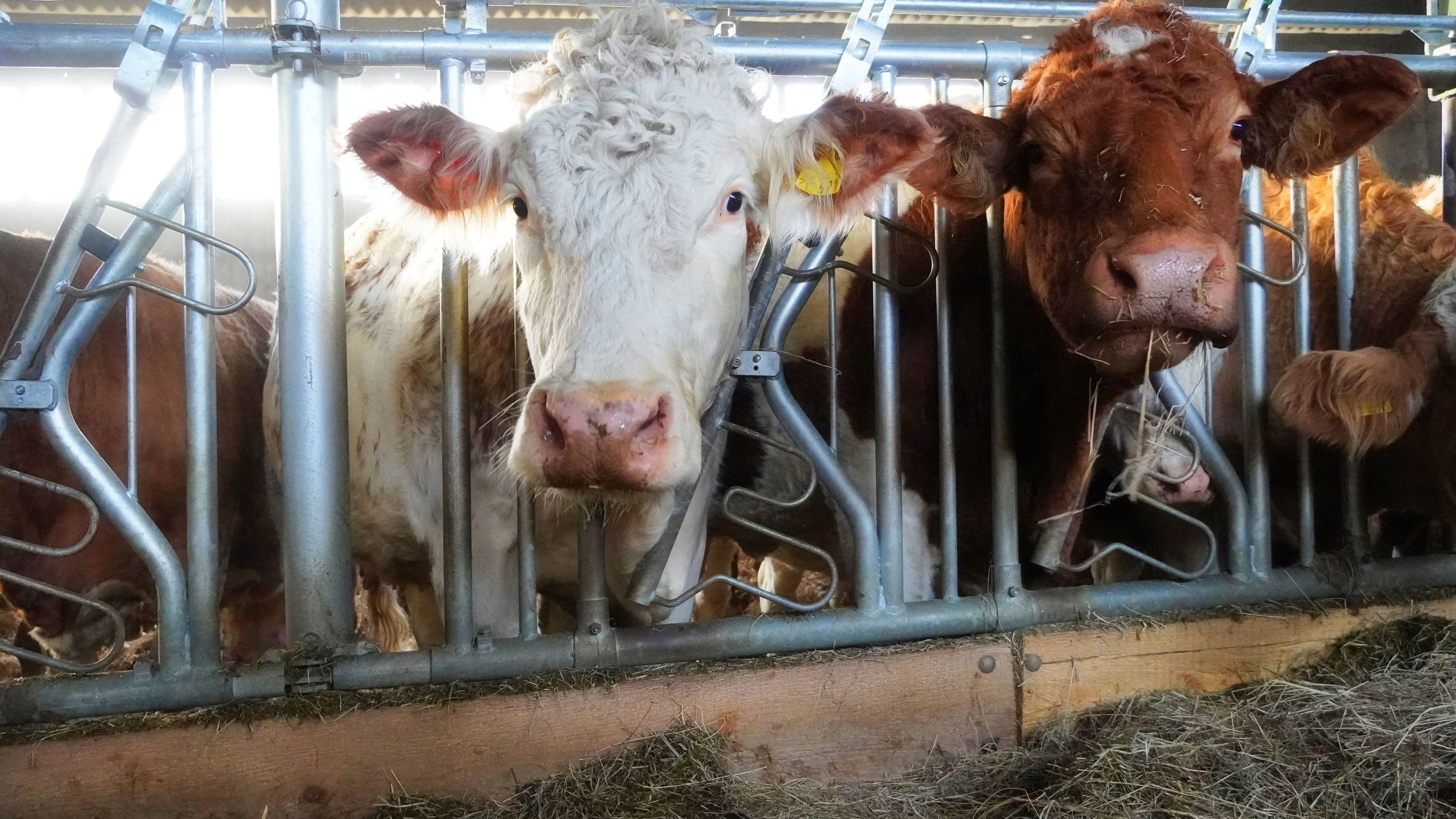 Eine TBC-Übertragung von Tieren auf Menschen ist äußerst selten (Sujetfoto).