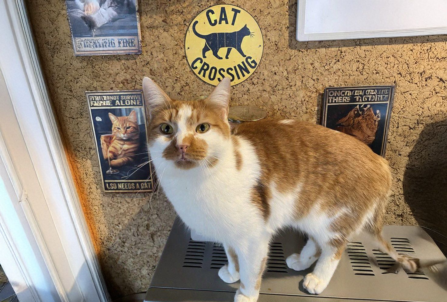 Aus gesundheitlichen Gründen müssen Kater Siggi fast alle Zähne entfernt werden.