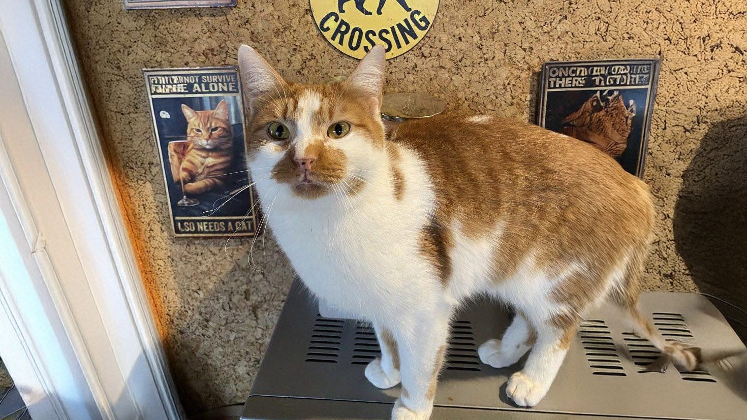 Schlimme Zahnschmerzen! Kater Siggi braucht dringend OP