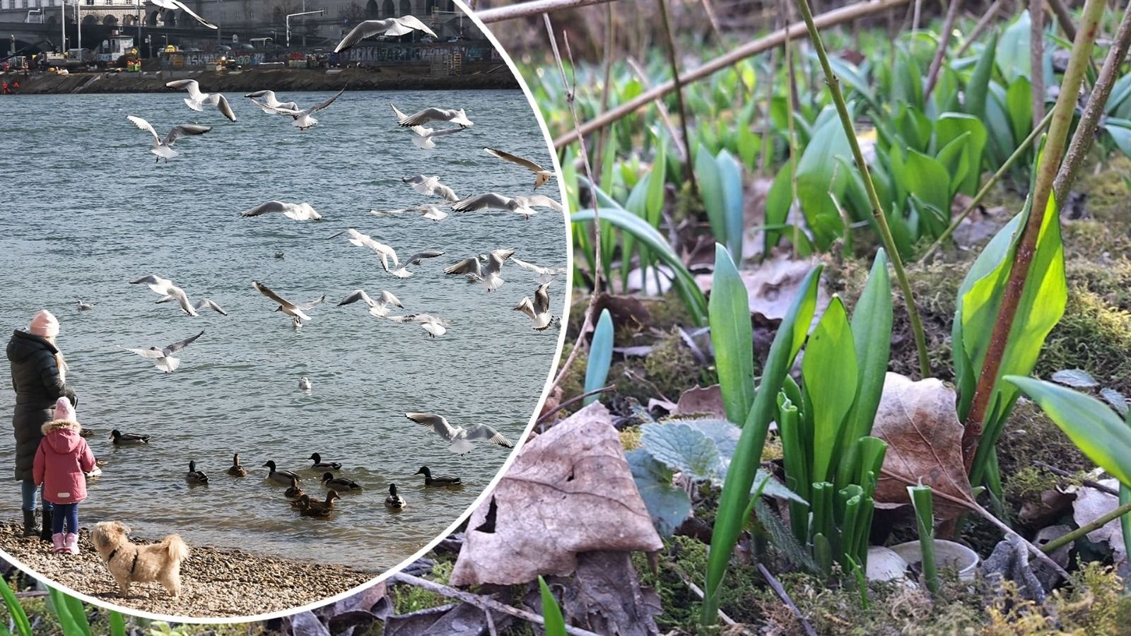 Der Frühling steht vor der Tür. Bald wird es wieder grün in den Wäldern.
