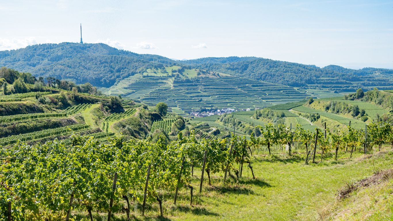Herbstliche Weinberge in Gamlitz.