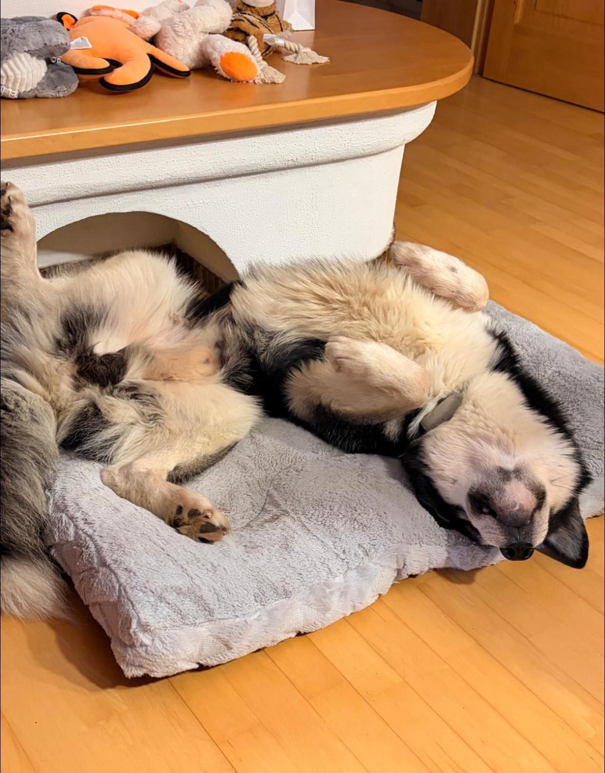 Auf seiner liebevollen Pflegestelle darf sich 