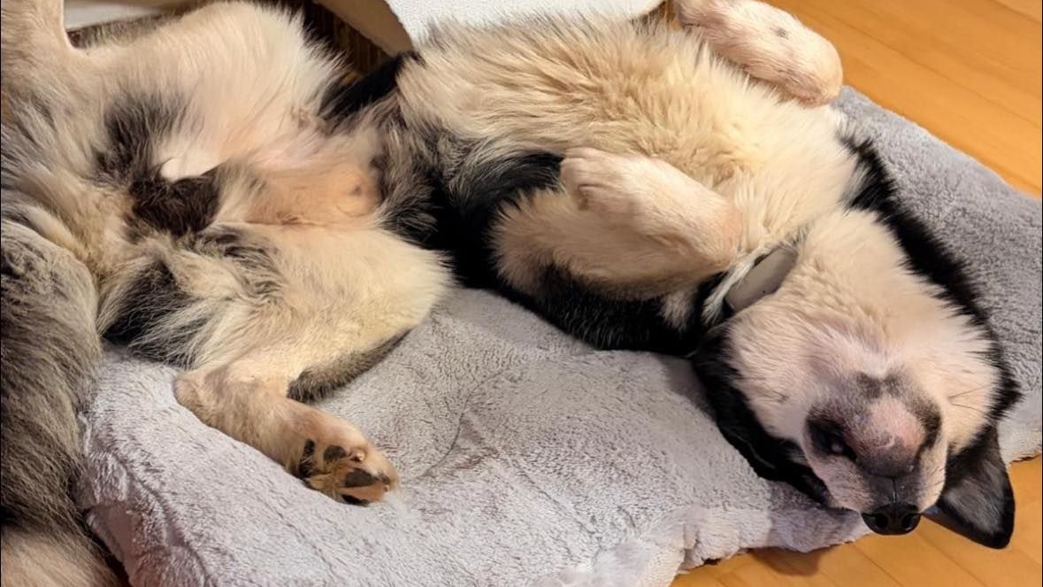 Auf seiner liebevollen Pflegestelle darf sich "Buba" zwischen den medizinischen Behandlungen erholen. 