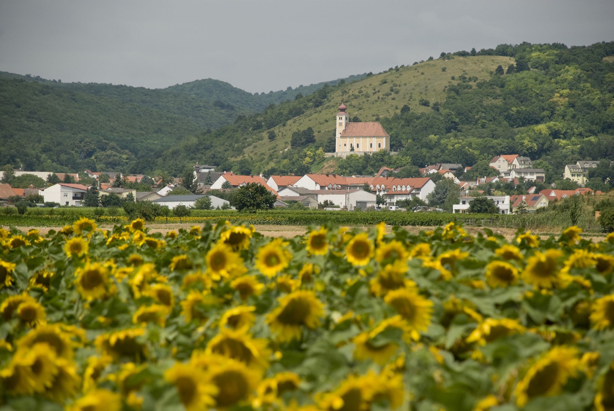 Sonnenblumen, Weingärten und eine Kirche am Hügel - so idyllisch präsentiert sich das Südburgenland, das jetzt mit Gratis-Schnupperwohnen um neue Familien wirbt.
