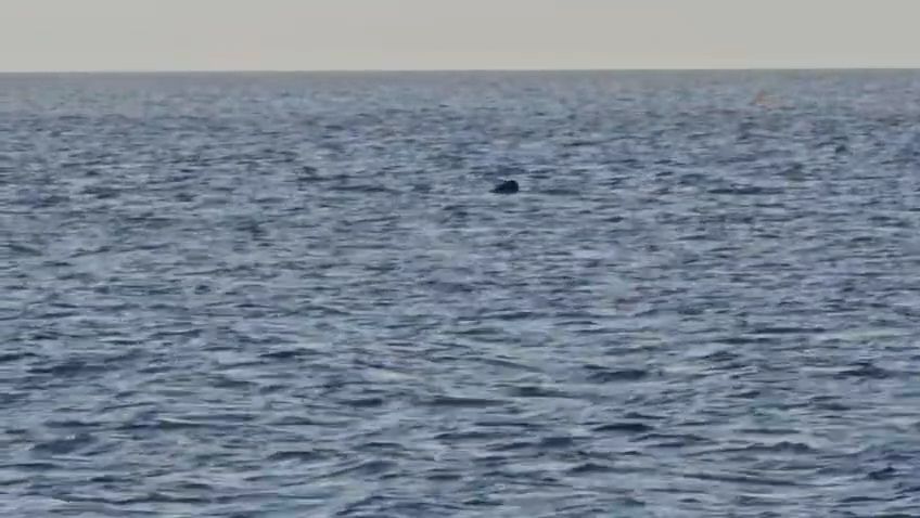 Eine Flosse ragt aus dem Meer - hier schwimmt der Riesen-Hai vor der Insel Cres in der Adria.