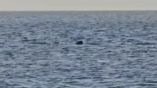 Eine Flosse ragt aus dem Meer - hier schwimmt der Riesen-Hai vor der Insel Cres in der Adria.