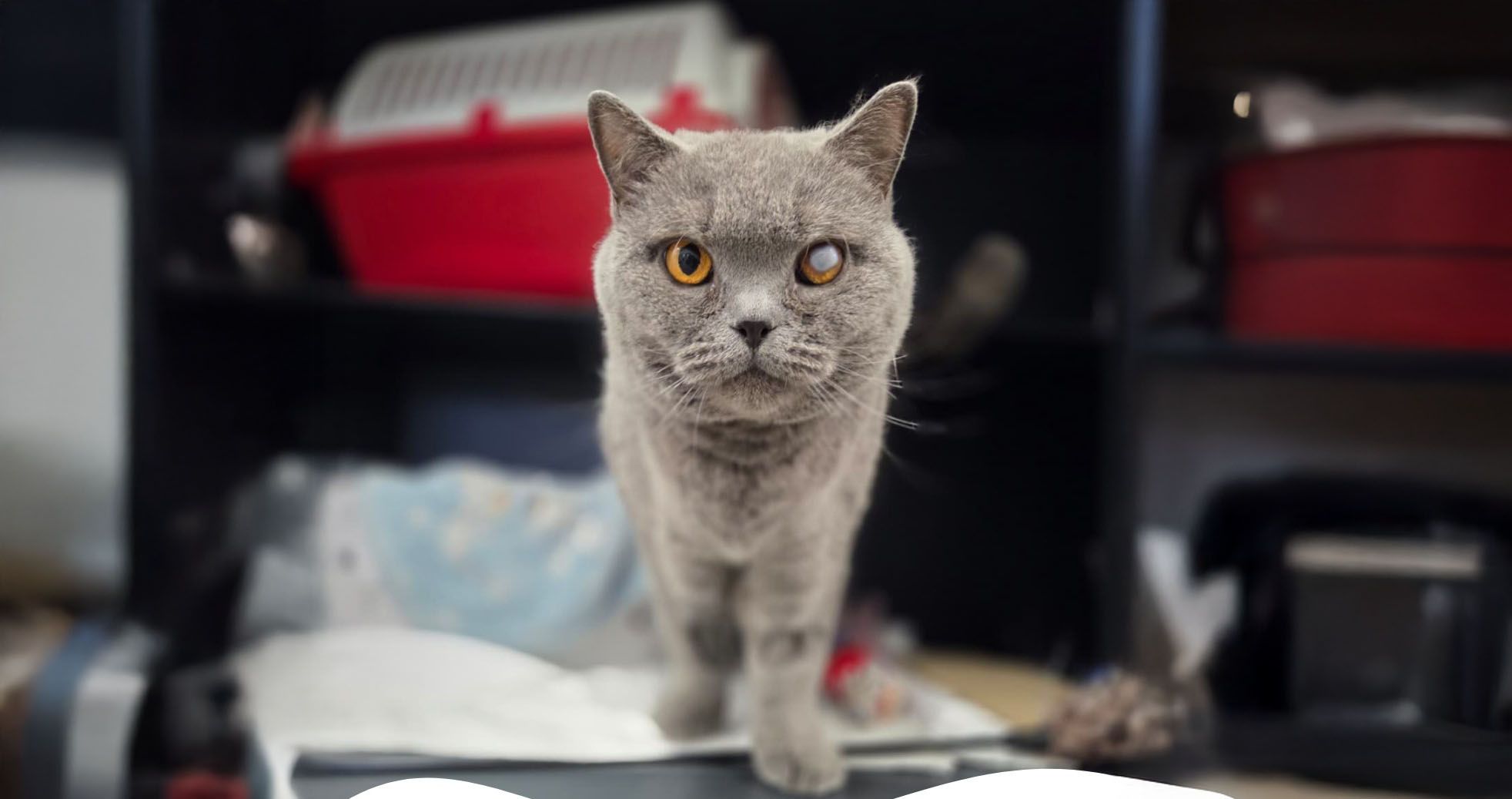 Der tapfere Britisch-Kurzhaar-Kater wünscht sich endlich ein Zuhause mit viel Liebe.