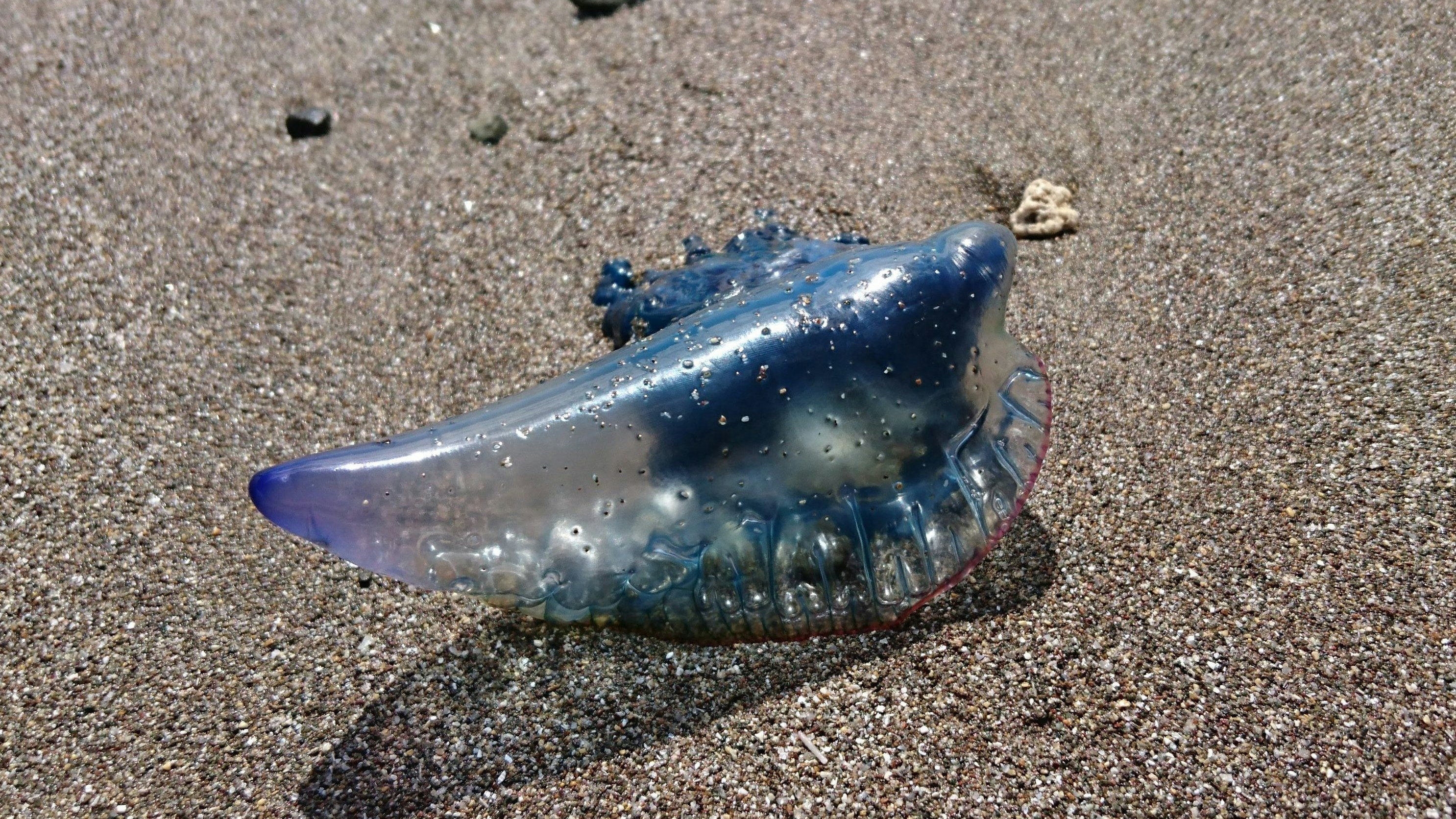FILED - 20 February 2017, Spain, Maspalomas: The marine hydrozoan (Physalia physalis), also known as 'Portuguese man o' war', moves over a sandy surface. On 22 May 2018, emergency services announced on Twitter that a dead animal had been found close to the popular beach Ciudad Jardin. The Portuguese man o' war is highly poisonous. Photo: Sabrina Hentschel/dpa-Zentralbild/dpa