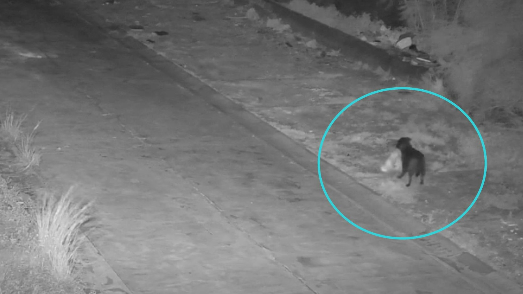 Der kleine Hund wurde darauf trainiert, die Umwelt zu verschmutzen! 