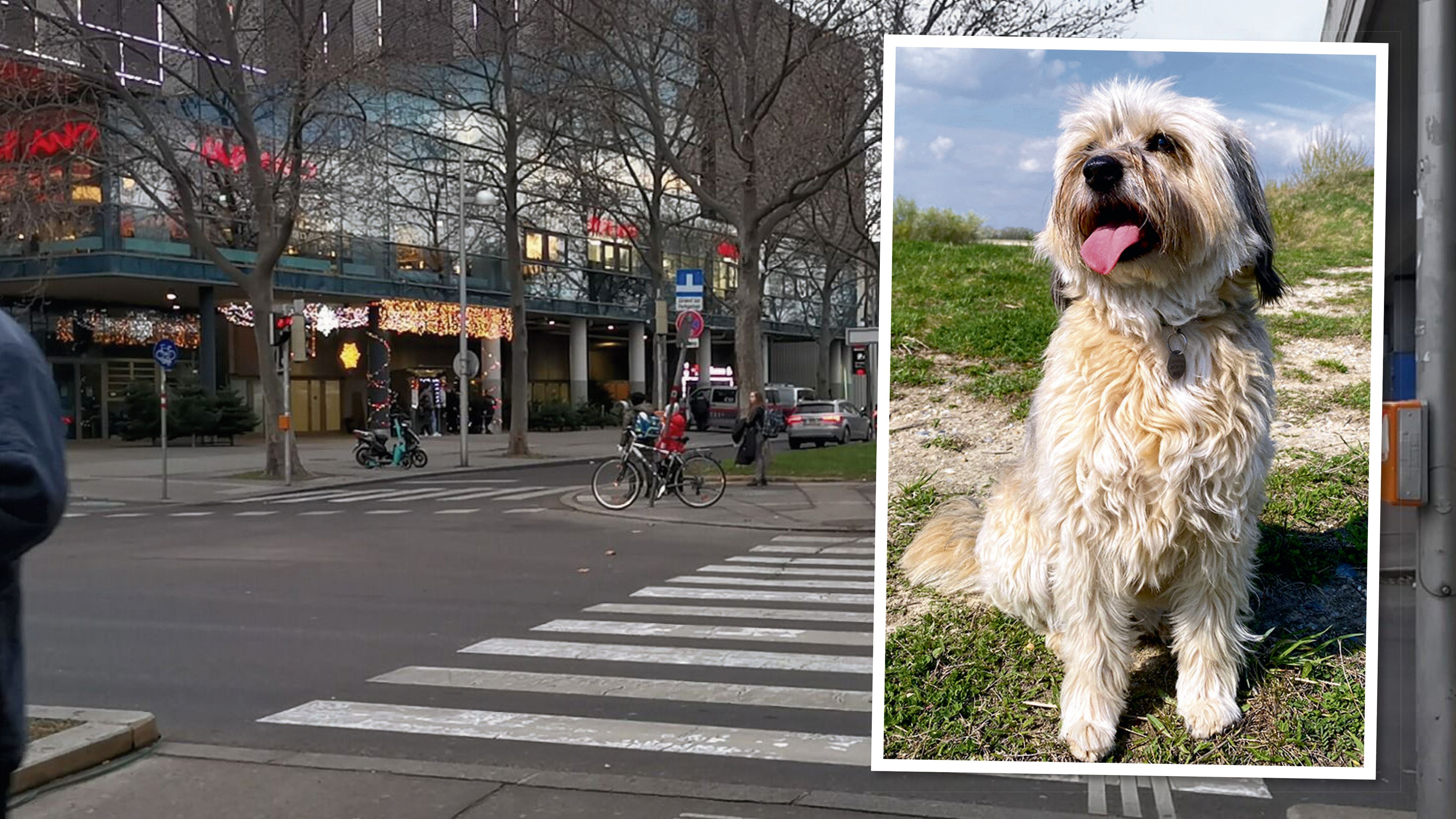 Beim Donauzentrum lief Finni davon, wurde von einem Auto erfasst. Die Suche nach dem Vierbeiner war erfolgreich.