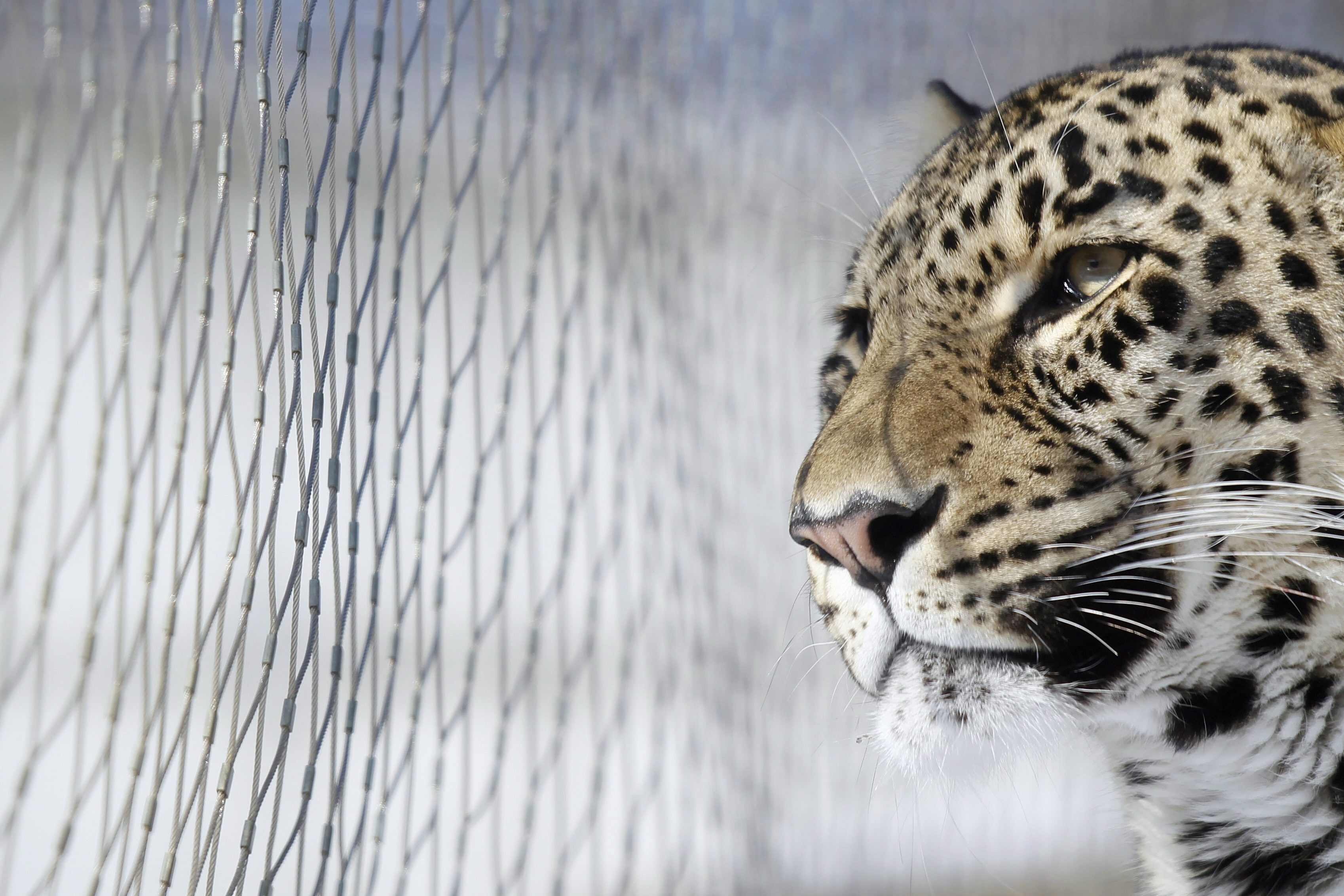 Tiere, die zu alt für die Fortpflanzung sind, sollen human getötet werden. 