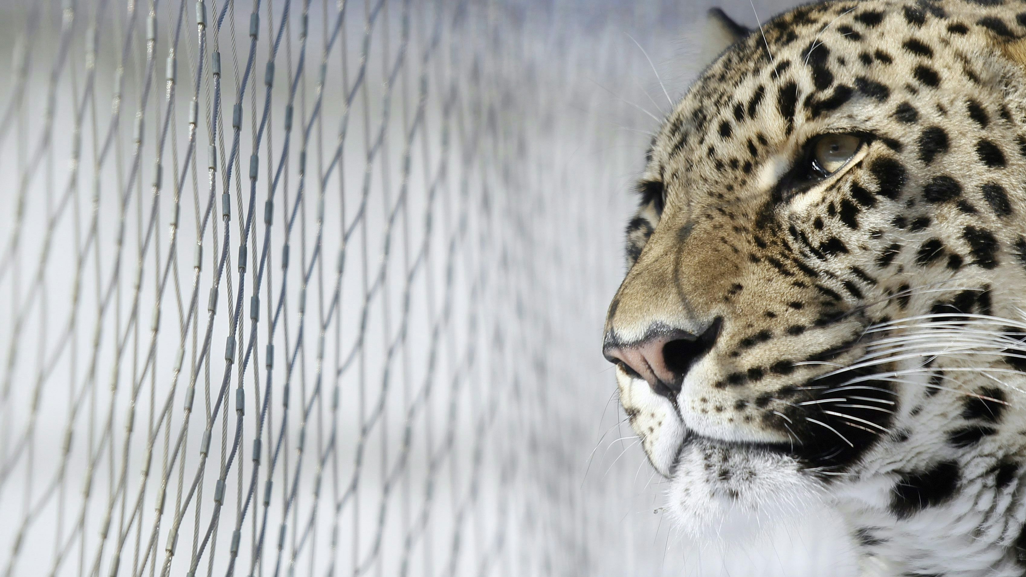 Tiere, die zu alt für die Fortpflanzung sind, sollen human getötet werden. 