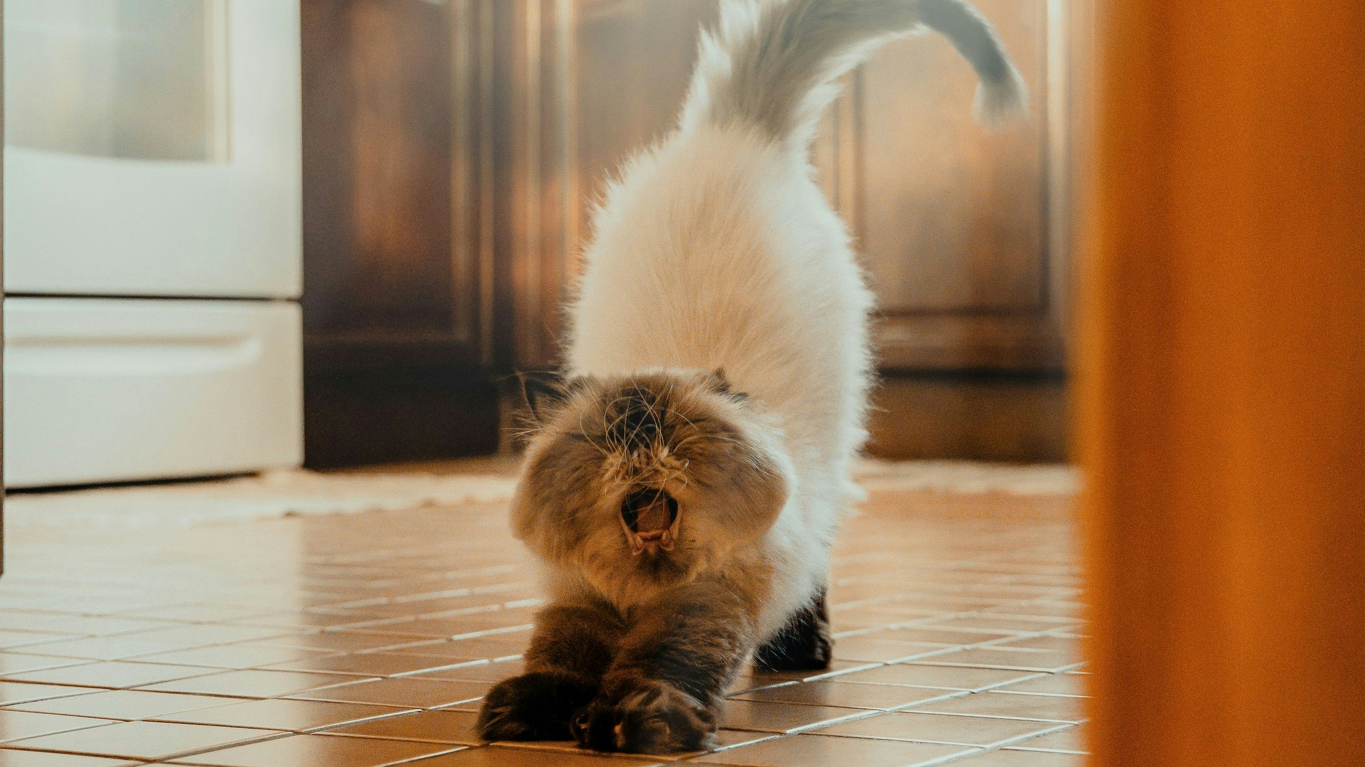 Heute.at - Haustier zuhause: Diese 5 Putz-Regeln helfen