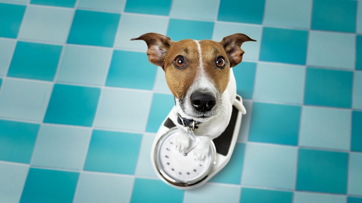 Heute.at - Dieser Trick verrät dir, ob dein Hund zu dick ist