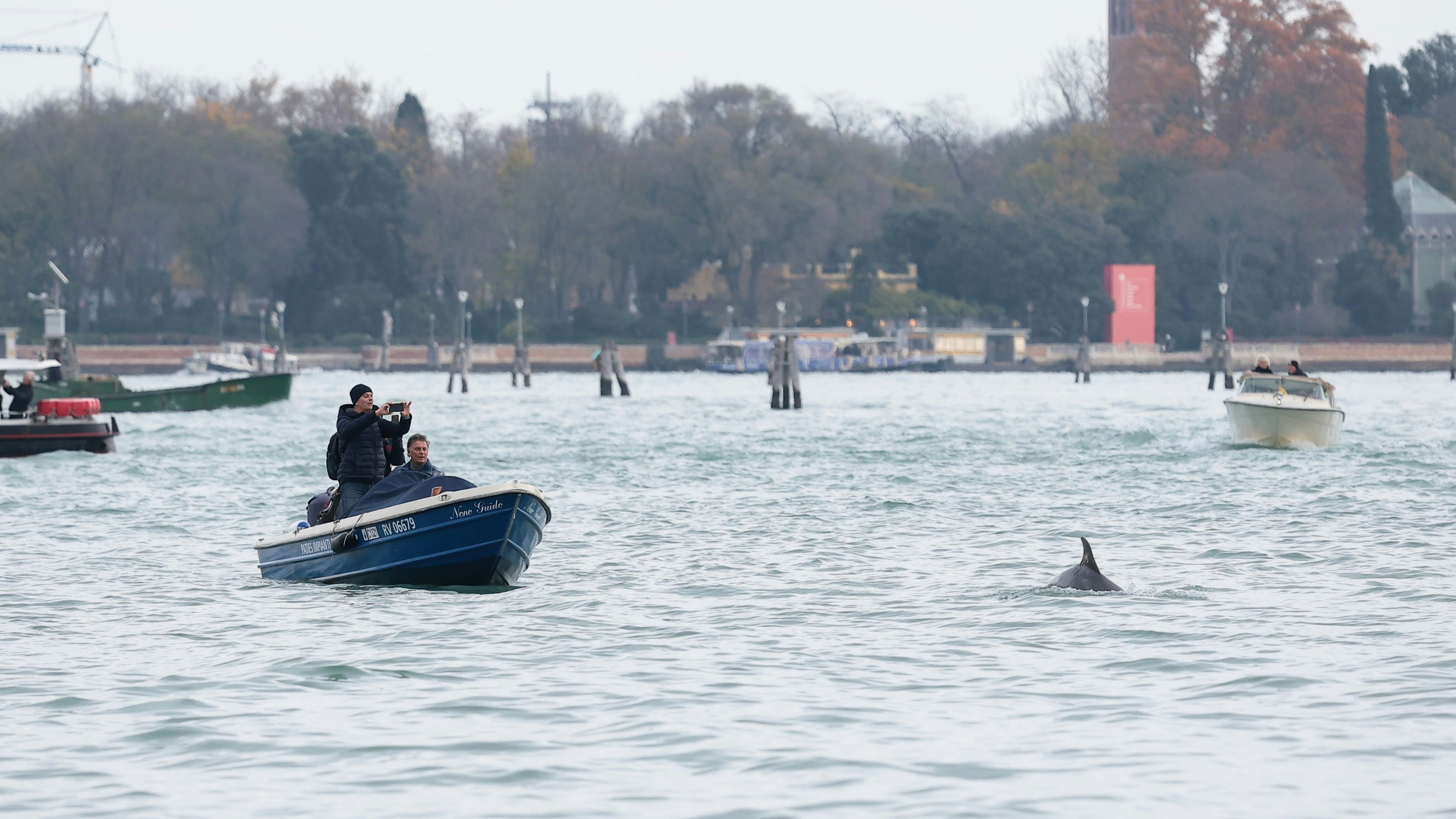 "Mimmo" ist bereits seit einigen Monaten ein Bewohner der Lagungen von Venedig. 