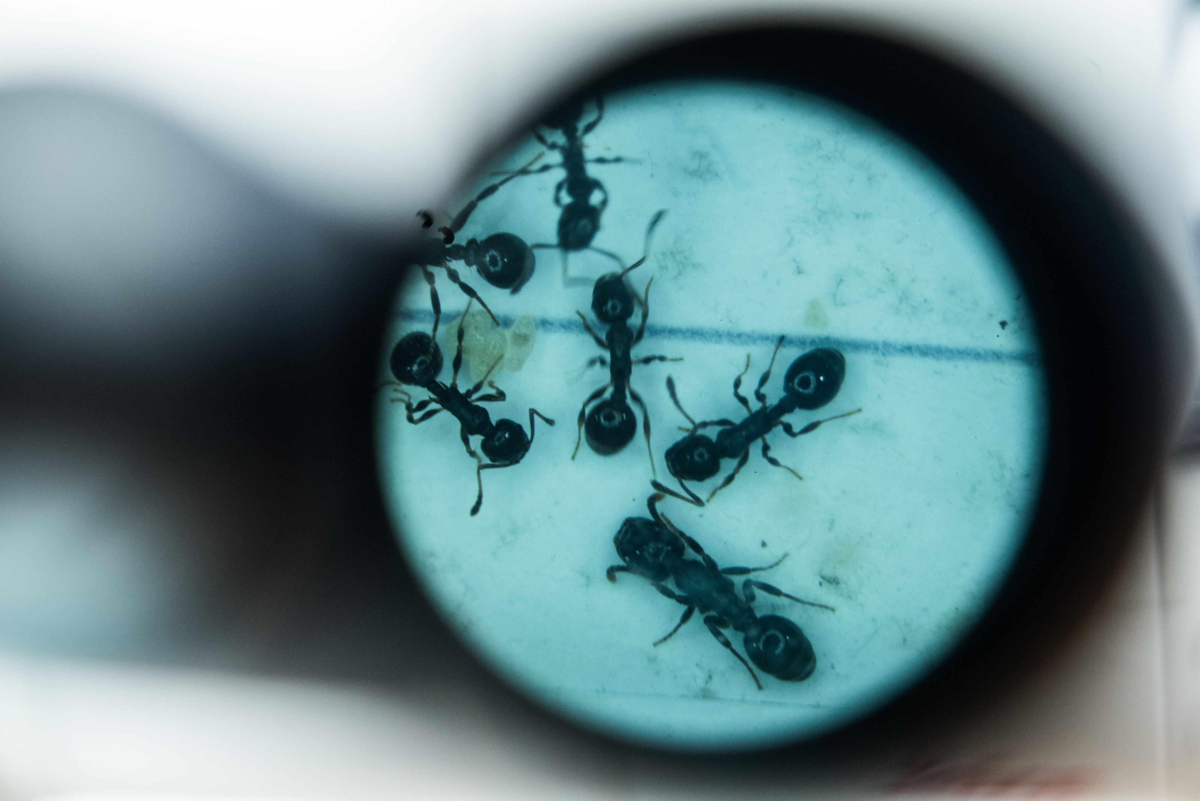 Eine japanische Ameisenart verzichtet gänzlich auf Männer.