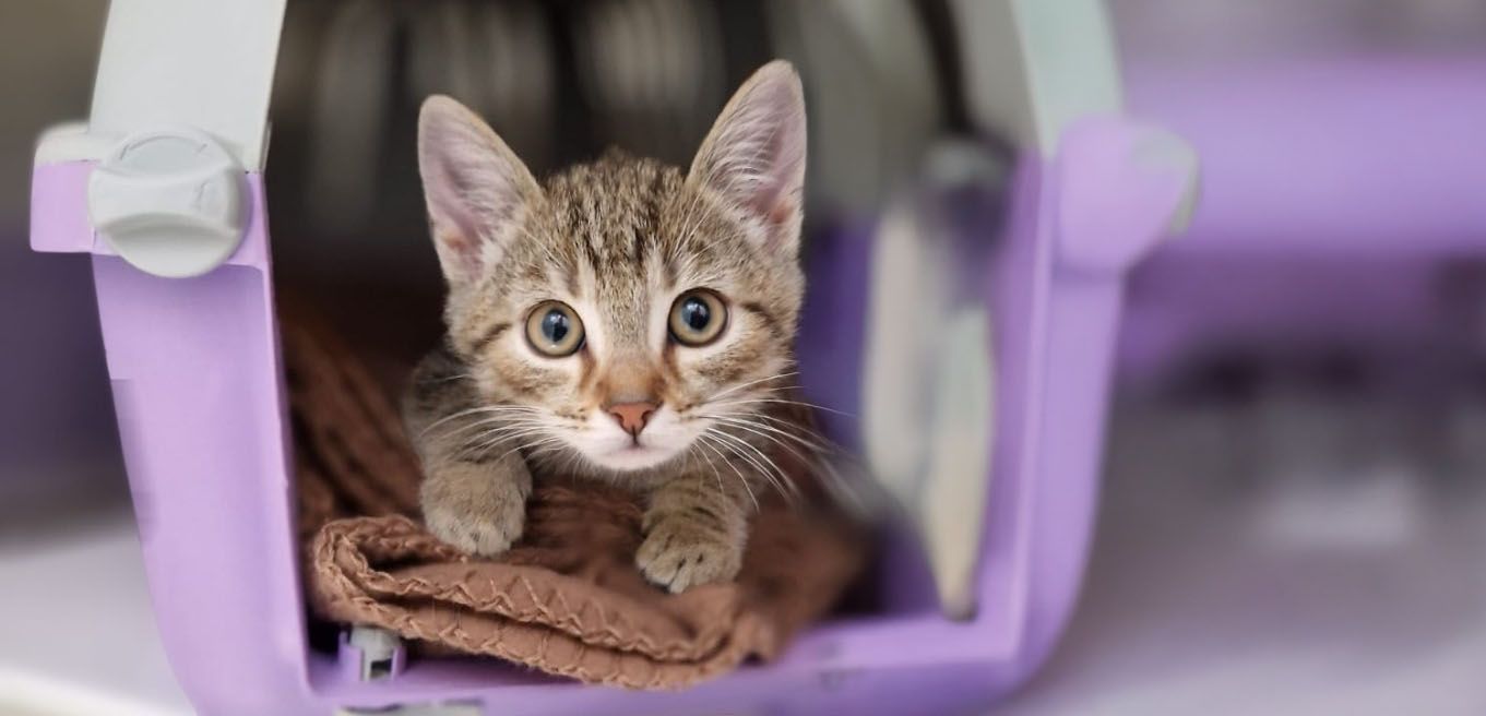 Heute.at - Überfordert mit Kater! Kleiner Manfredo wurde abgegeben
