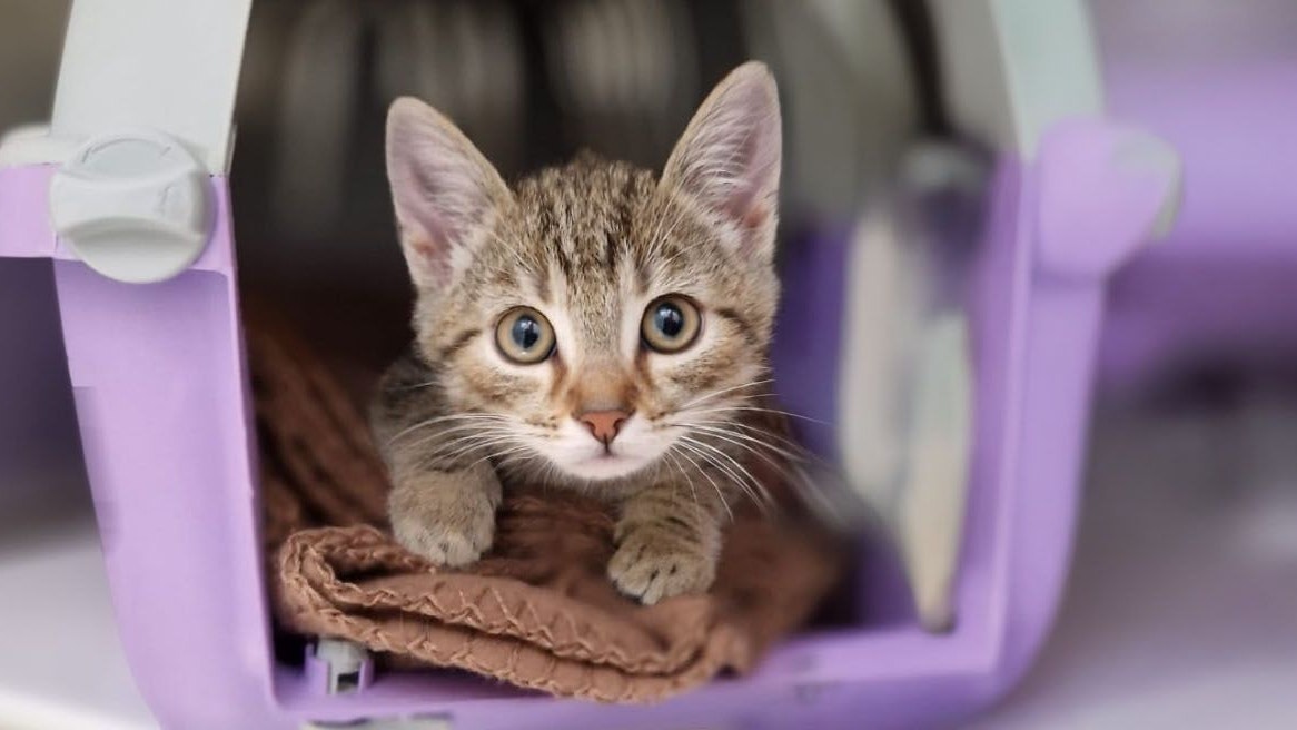 Heute.at - Überfordert mit Kater! Kleiner Manfredo wurde abgegeben