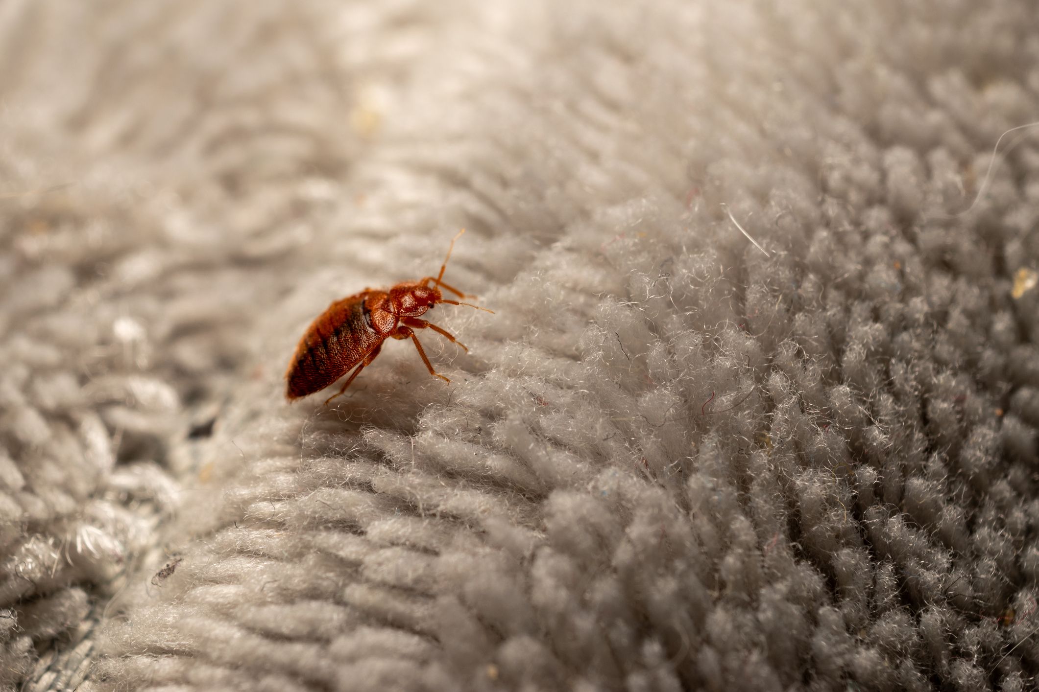 Bettwanzen brauchen gar keine giftigen Chemikalien um wieder zu verschwinden - es geht viel einfacher.