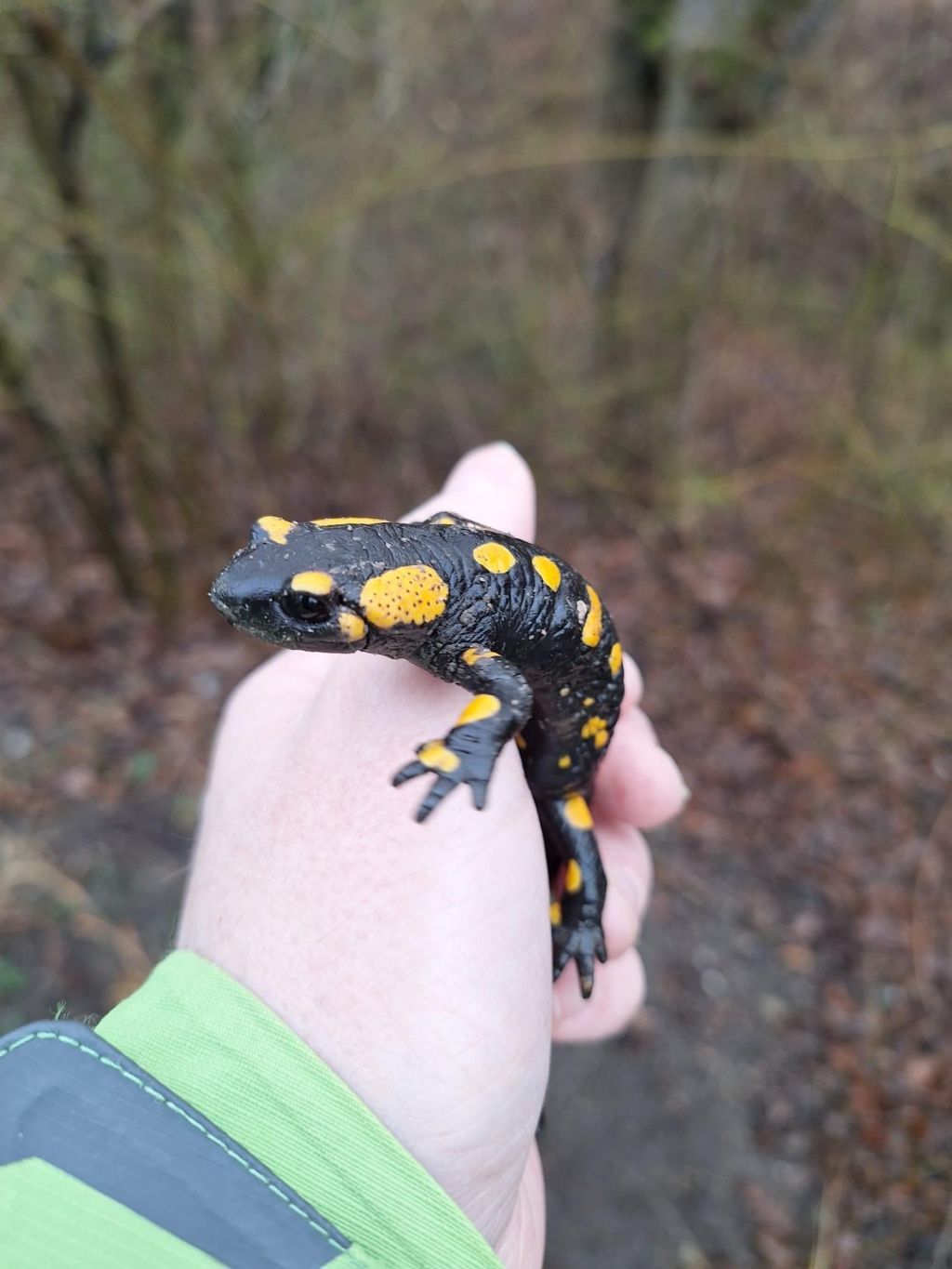 Heute.at - Heuer startet der Bau des Amphibien-Tunnels in Hernals