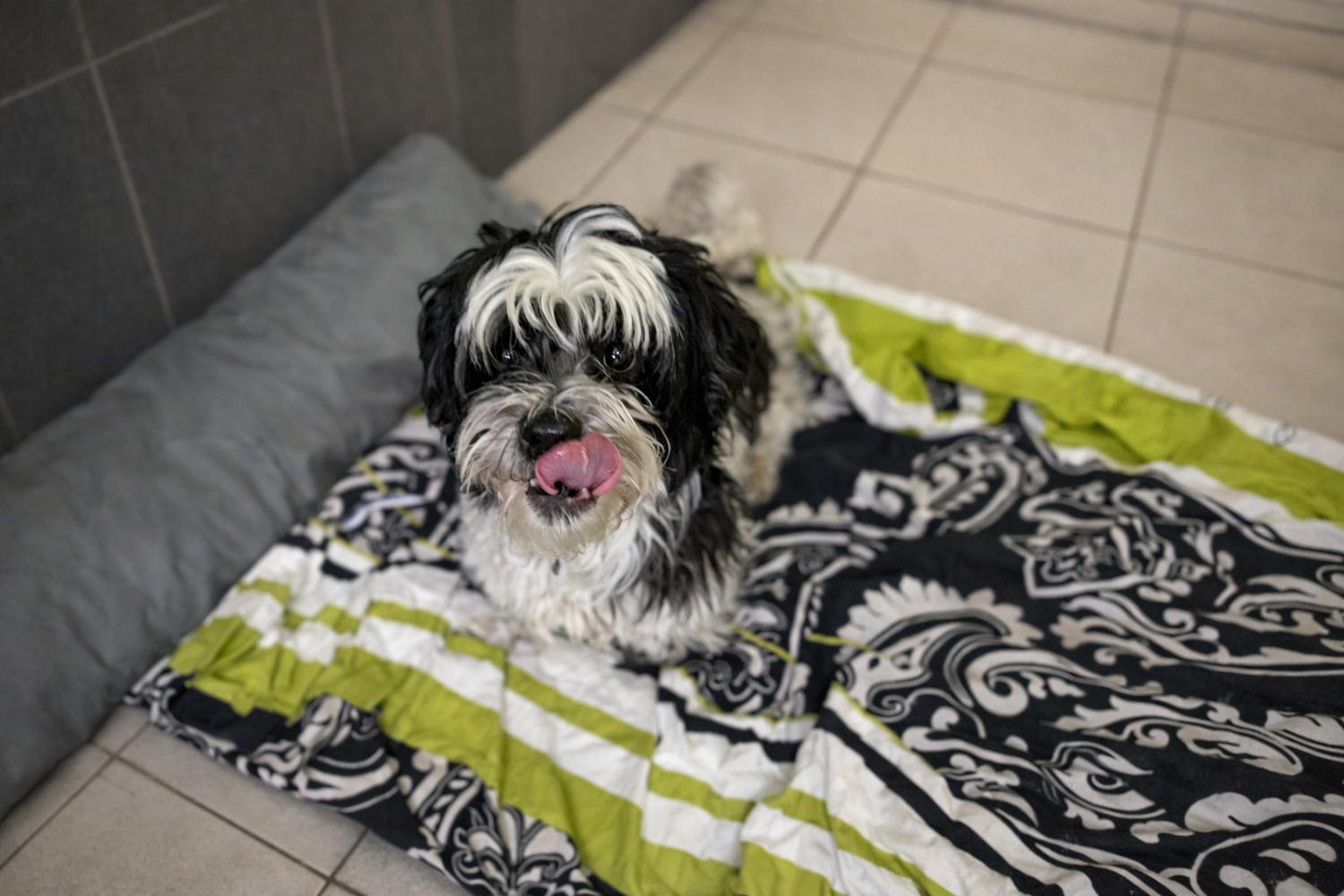 Heute.at - Herrchen im Altersheim – Benji hofft auf neues Zuhause