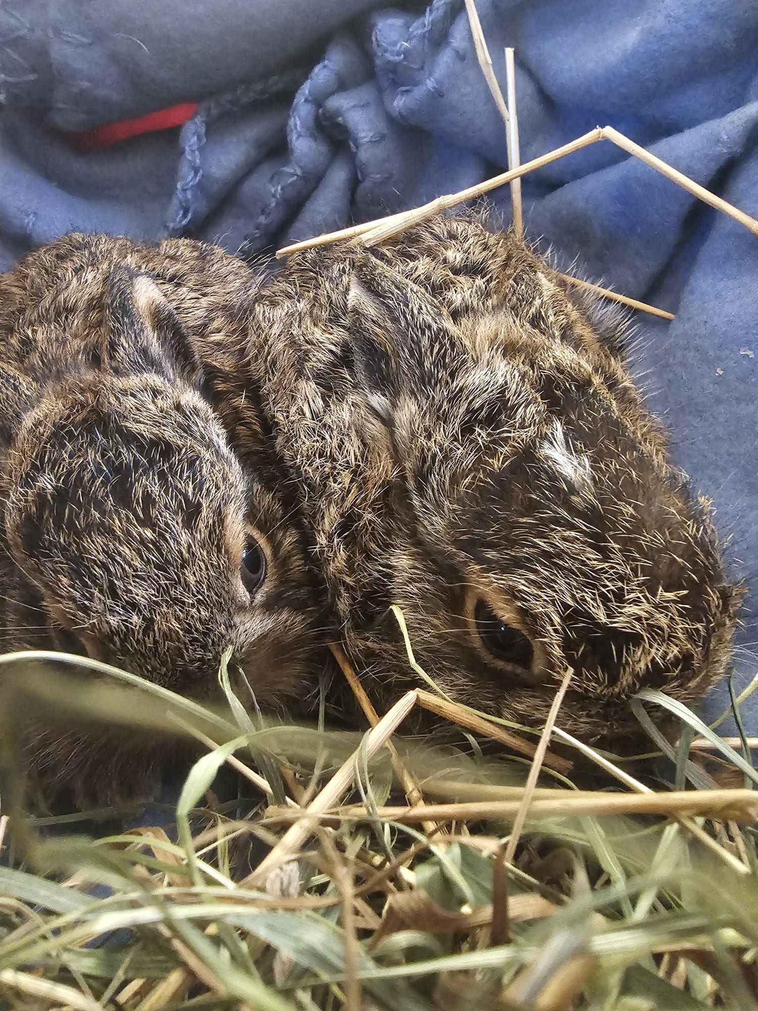 Heute.at - Es ist wieder so weit! ALLE Hunde an die Leine