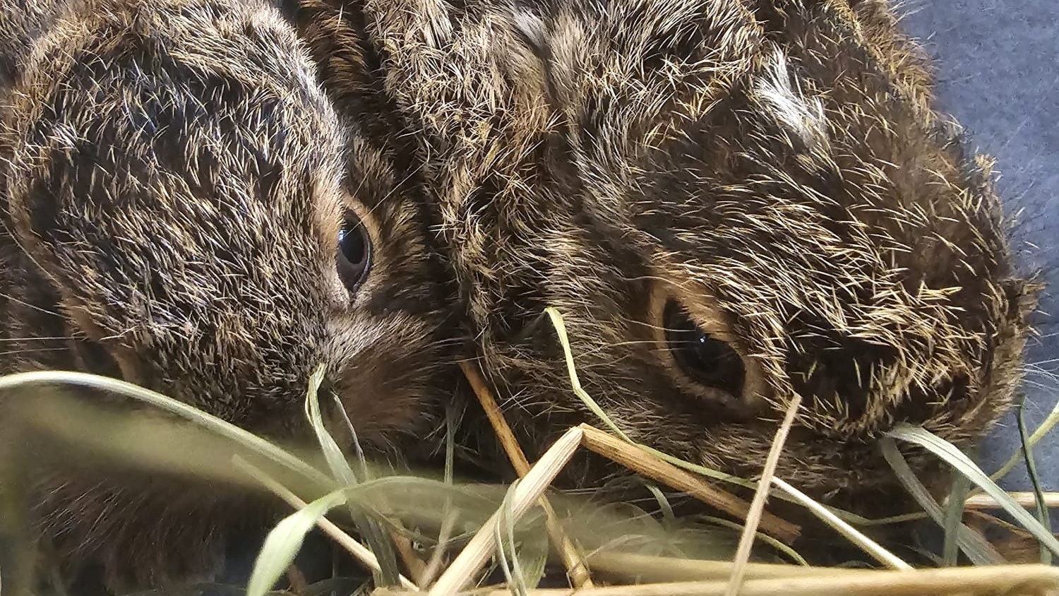 Heute.at - Es ist wieder so weit! ALLE Hunde an die Leine
