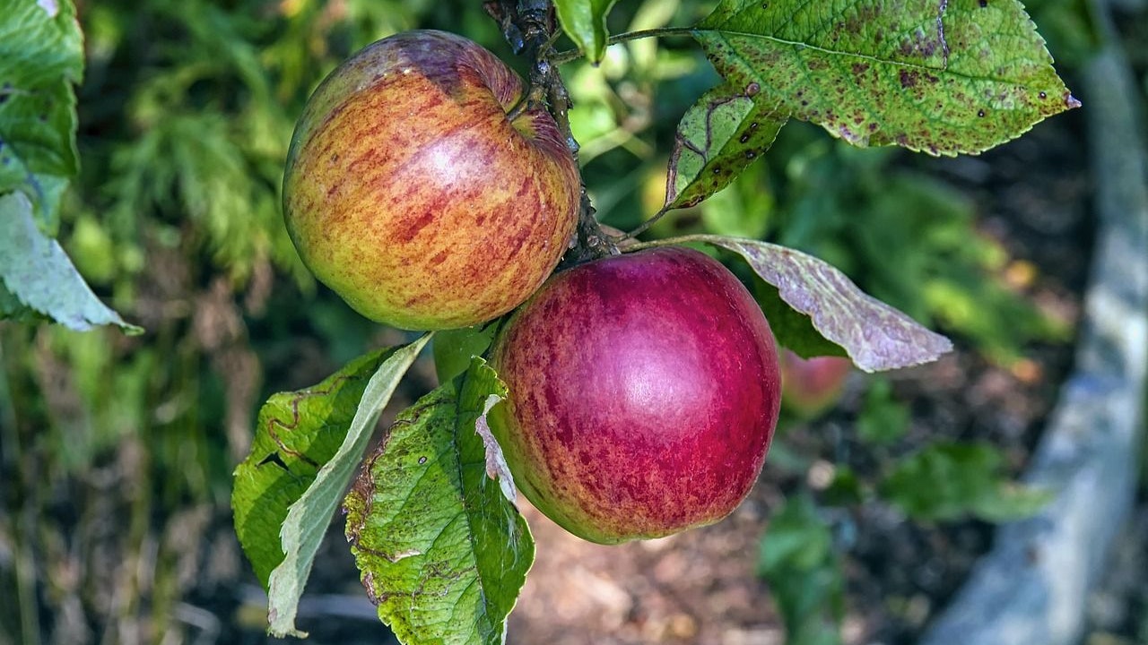 Heute.at - Darum ist dein Lieblingsapfel nicht gesund