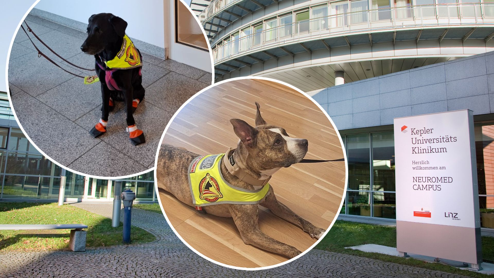 Durften nicht rein: Die beiden Assistenzhunde 