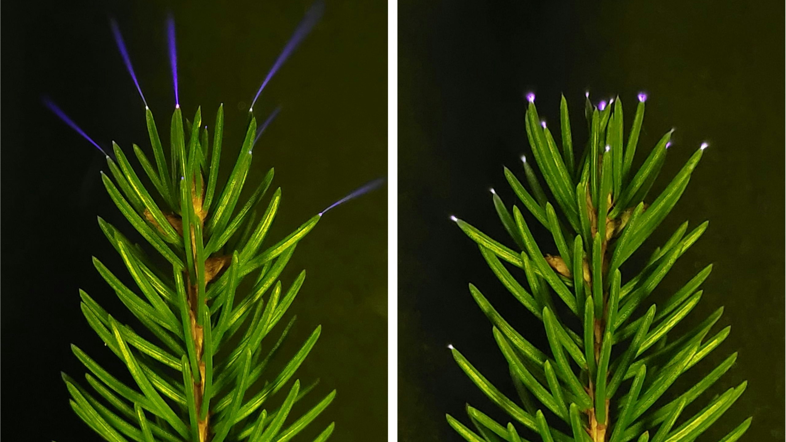 Heute.at - Leuchtende Bäume! Forscher machen mystische Entdeckung