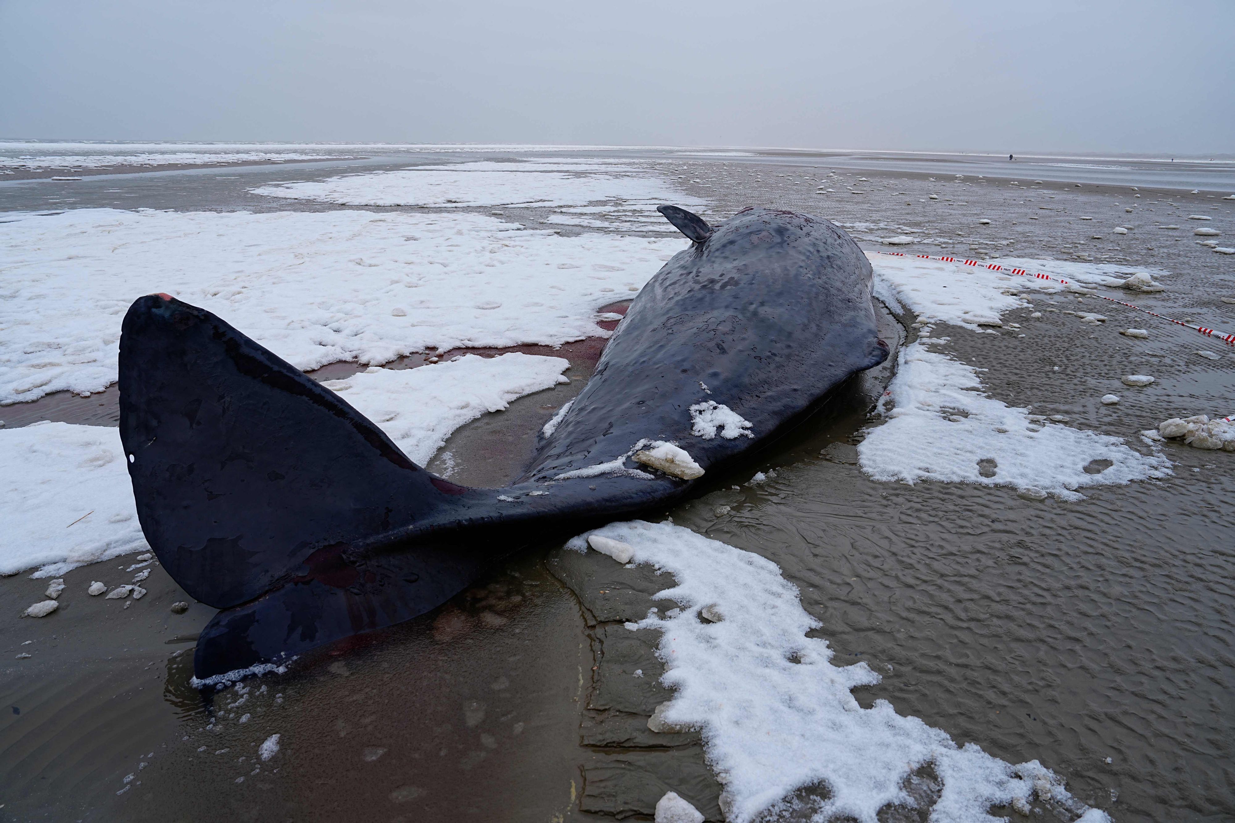 Mittlerweile zählt man sechs Tiere, die vor der dänischen Insel Fanø gestrandet sind.
