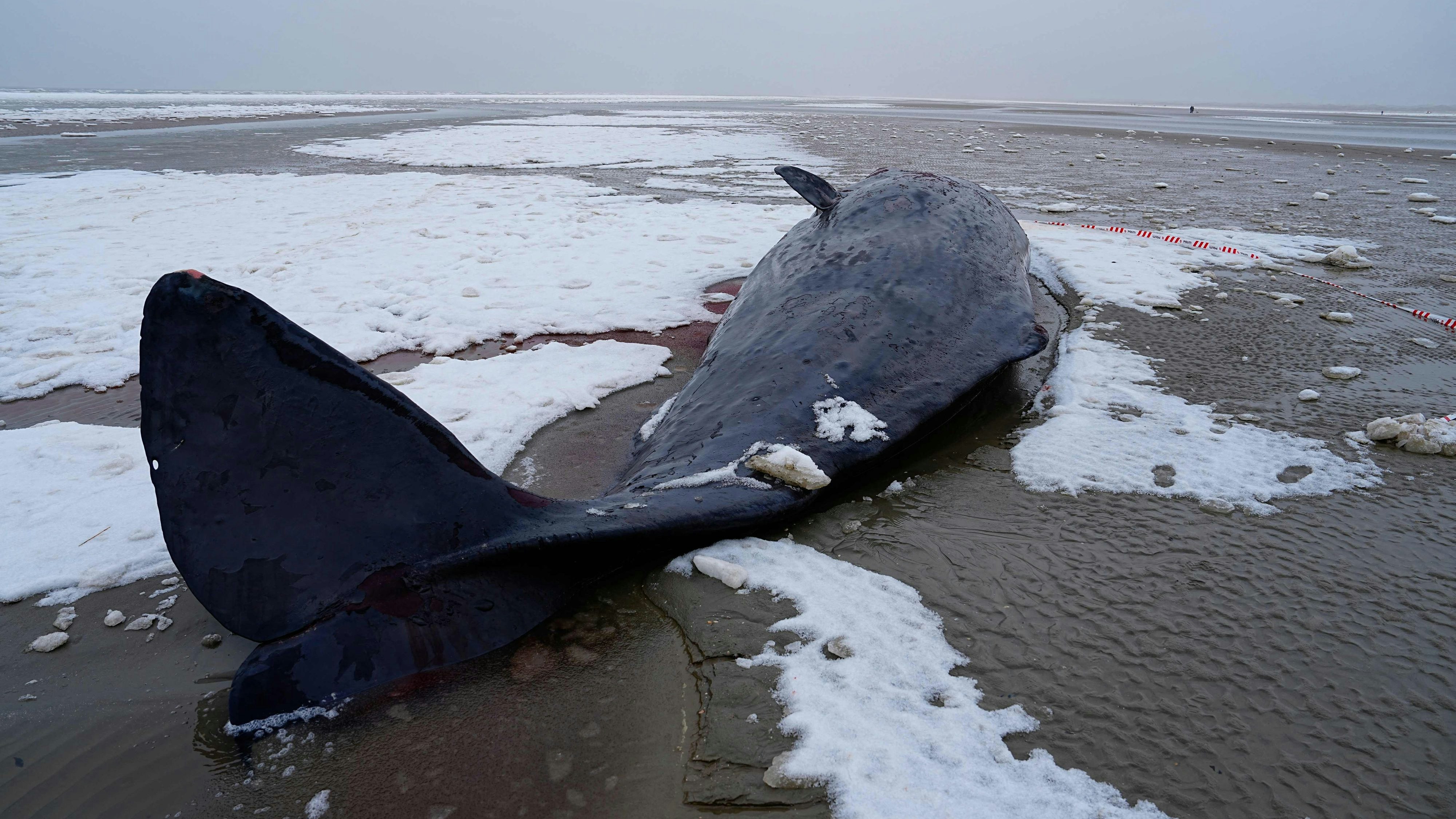 Heute.at - Zuletzt vor zehn Jahren! Wale stranden seit Wochen