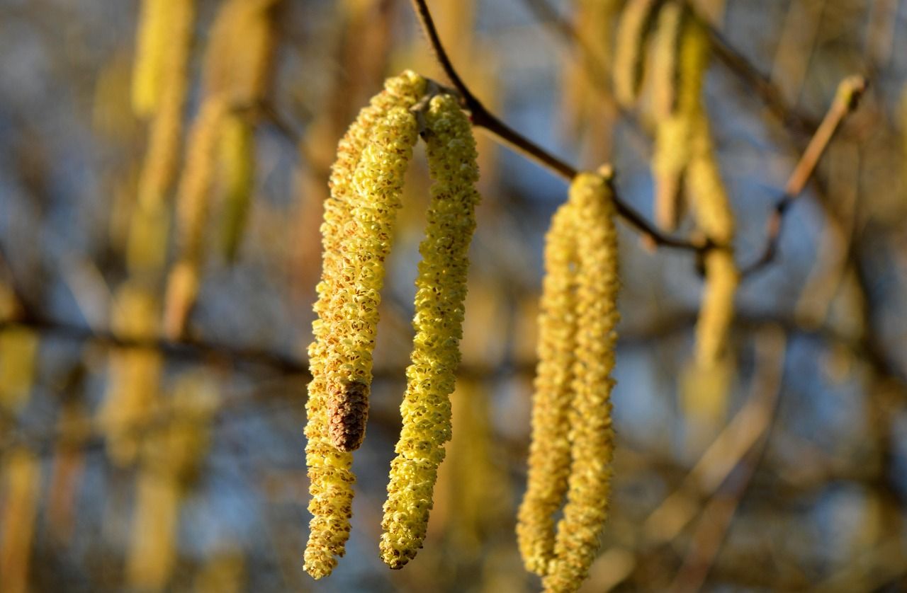 Haselpollen im Frühling
