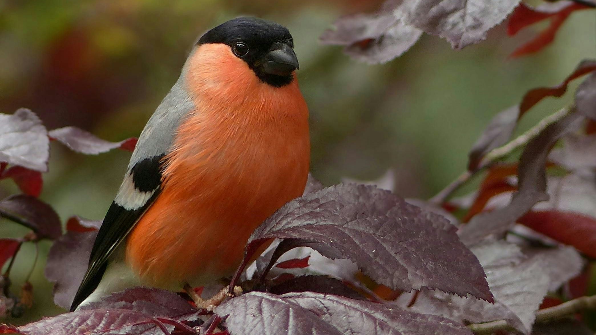 Der Gimpel ist auch besonders beliebt beim Singvogel-Fang