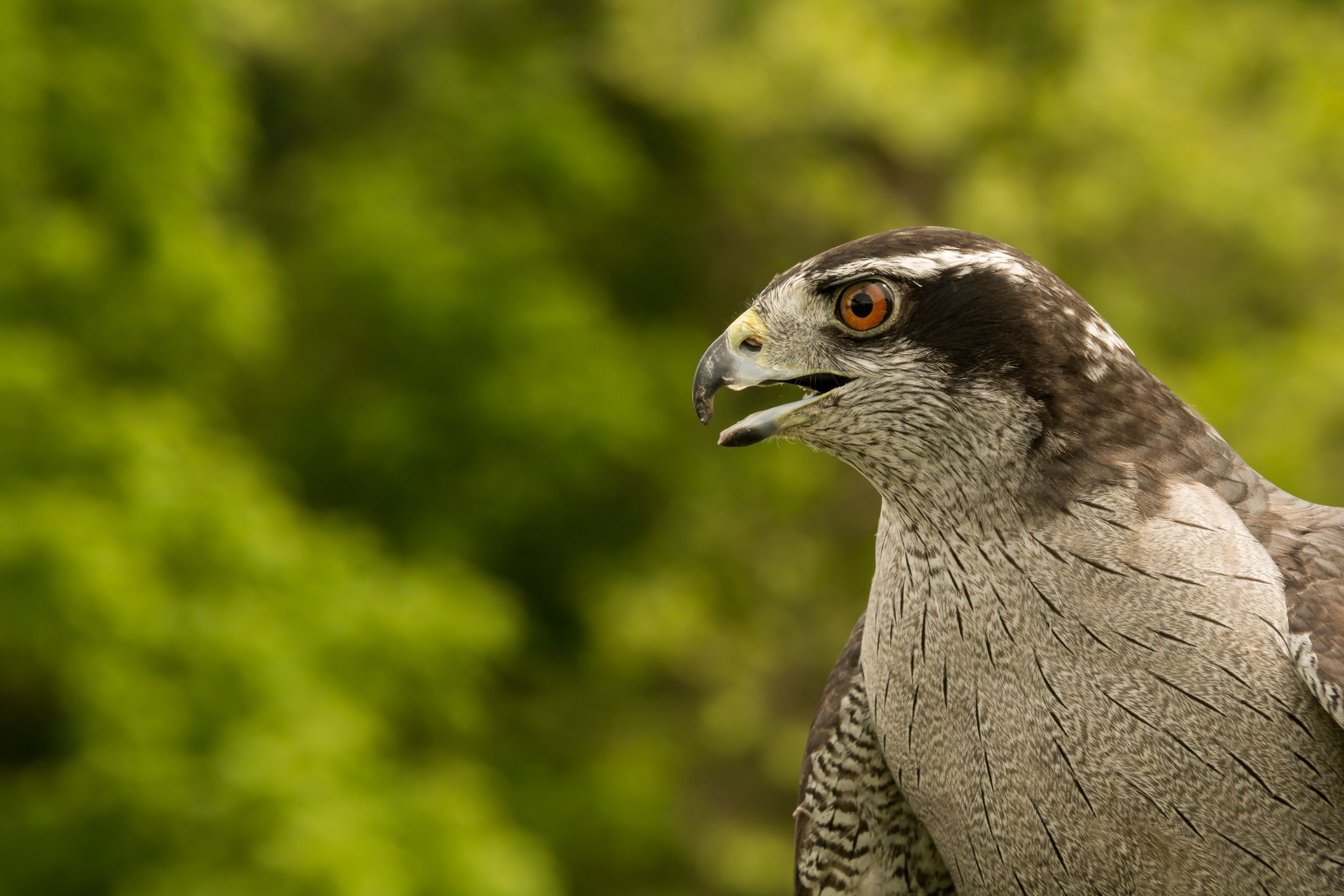 Einem wunderschönen Greifvogel wurde übel mitgespielt. 
