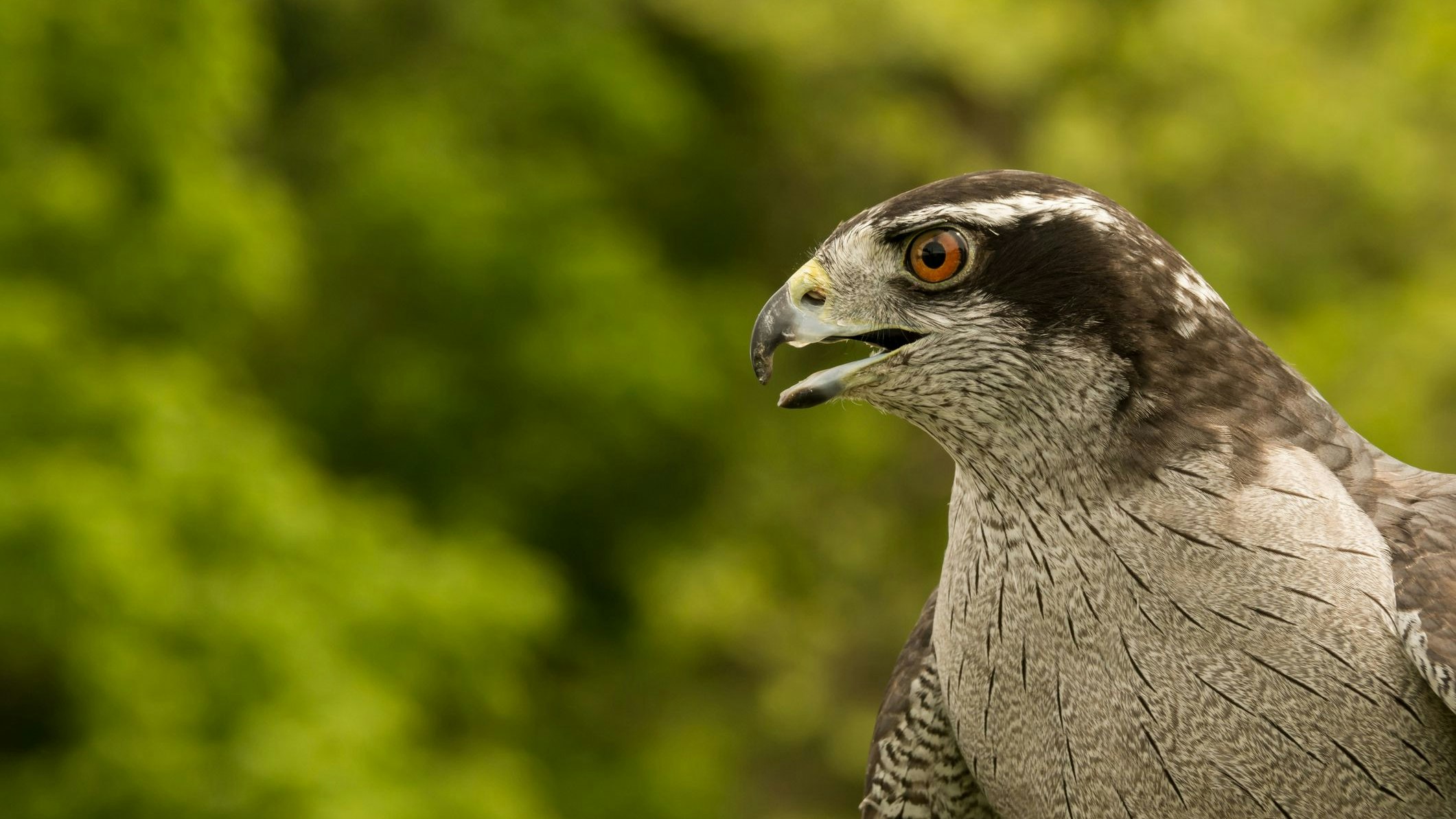 Einem wunderschönen Greifvogel wurde übel mitgespielt. 