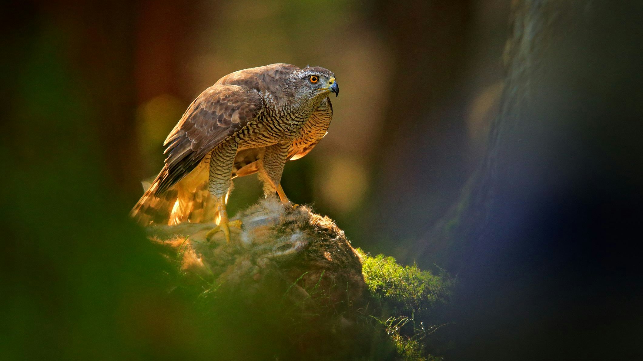 Der Habicht ist etwa so groß wie ein Mäusebussard, allerdings kräftiger gebaut, mit längeren Schwanzfedern. Er ist allerdings sehr scheu und selten zu sehen. 