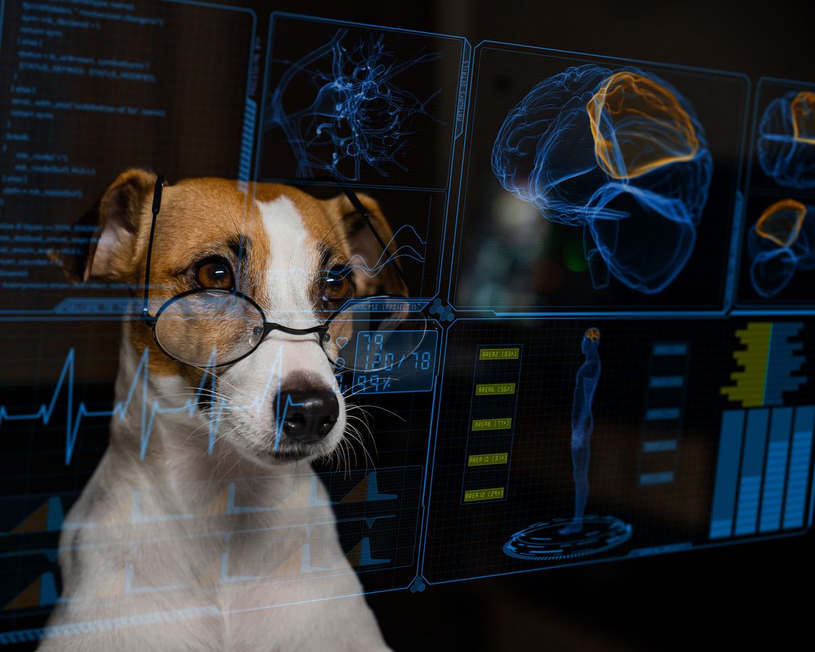 Haben Hunde in kleineres Hirn aufgrund ihrer Liebe zum Menschen?