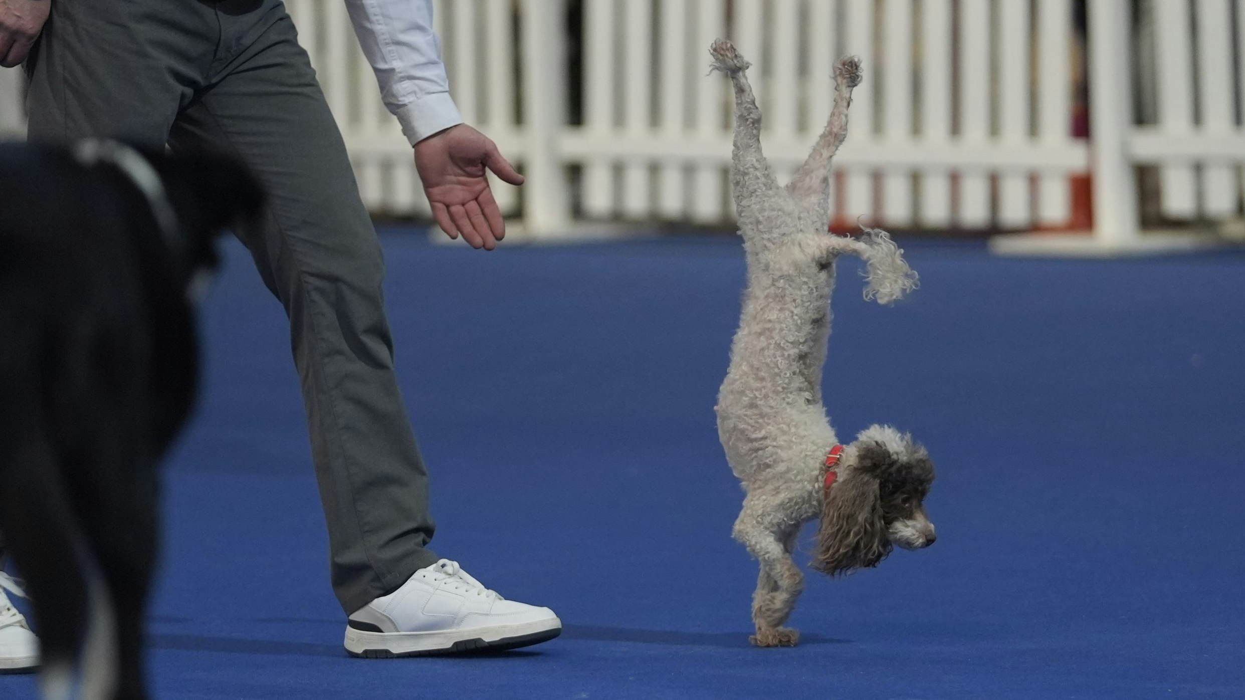 Heute.at - Tolle Tiere und viele Zweibeiner bei Haustiermesse