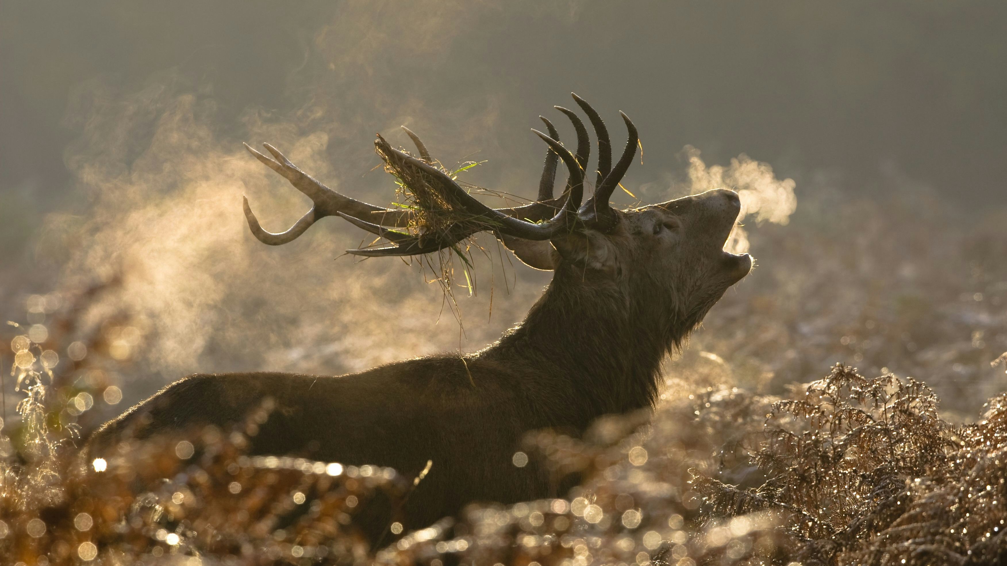 Der 59-Jährige erlegte den Hirsch auf seinem Grundstück. (Symbolbild)