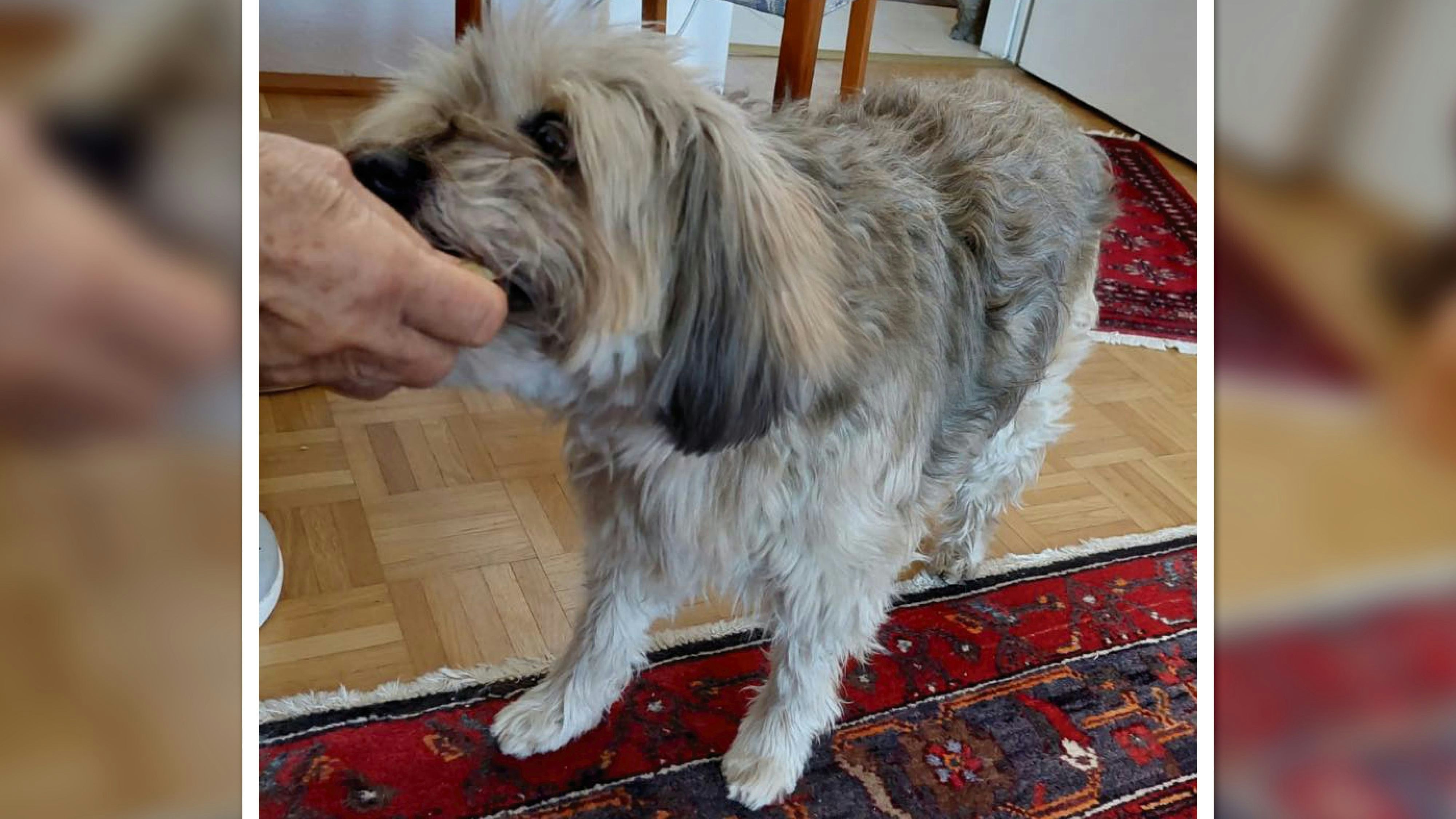 Nach sechs Tagen ist Finni nun wieder bei Frauchen Elisabeth.