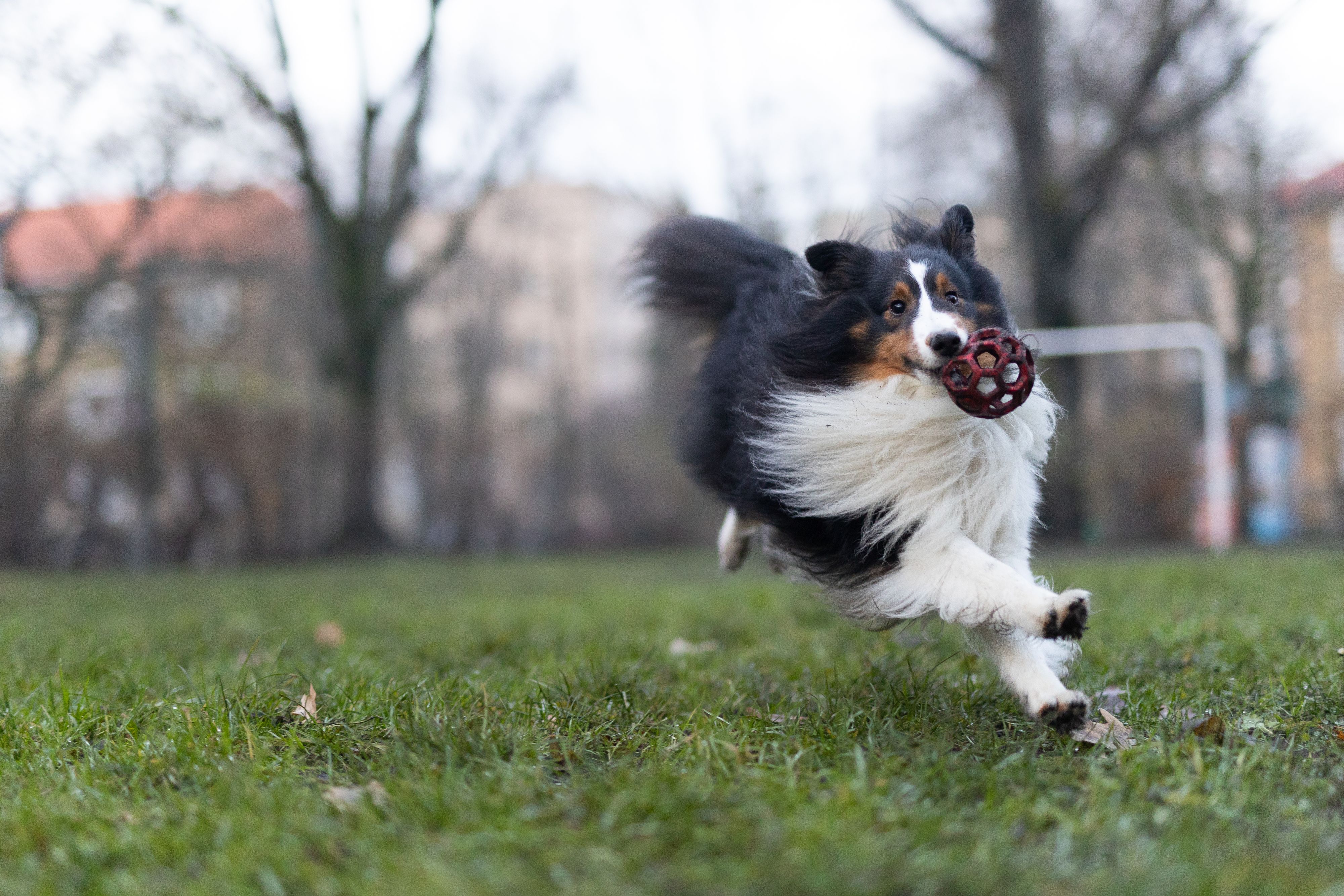 Auf der Wiese wurden Giftköder gefunden. (Symbolbild)