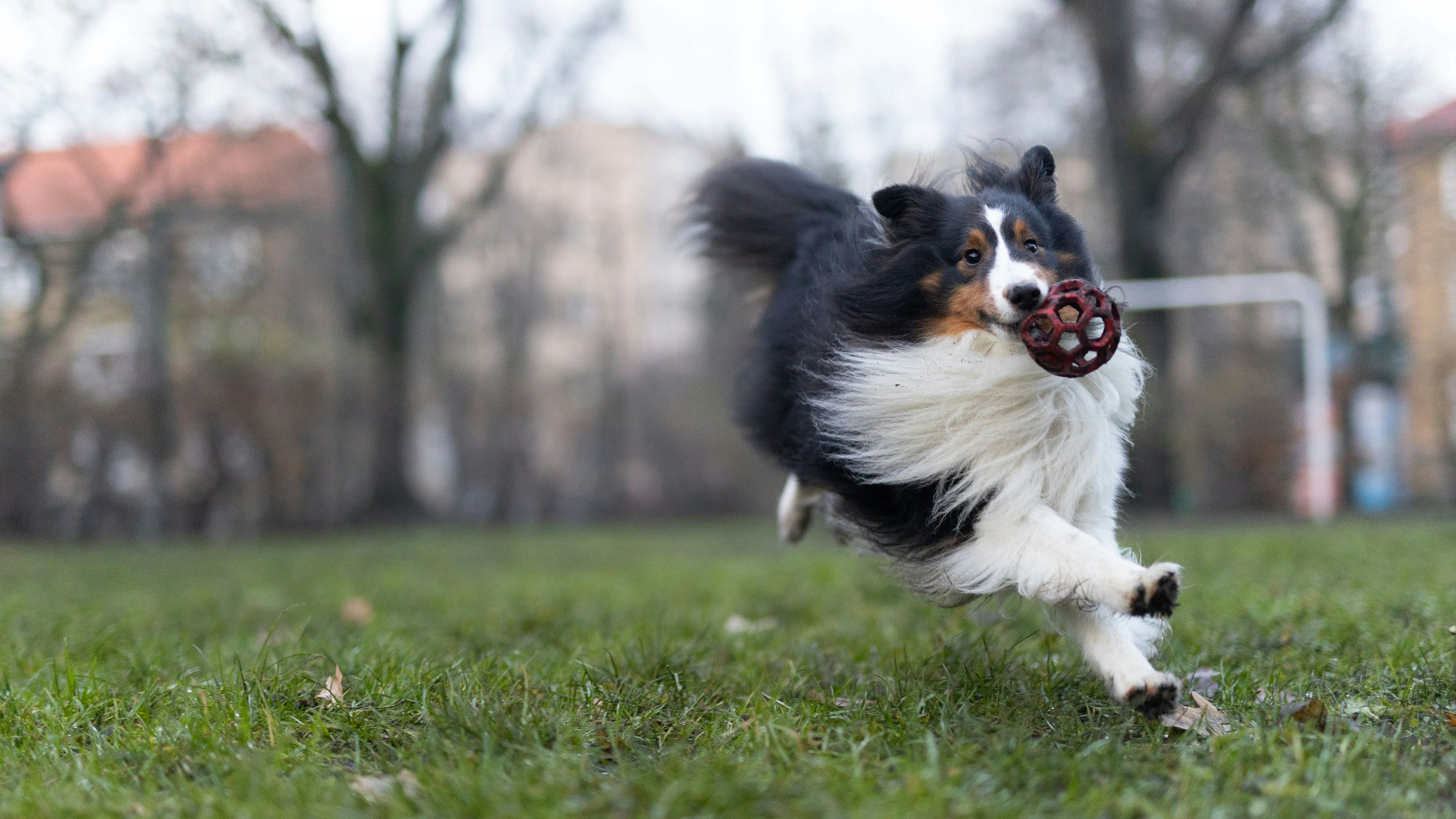 Auf der Wiese wurden Giftköder gefunden. (Symbolbild)