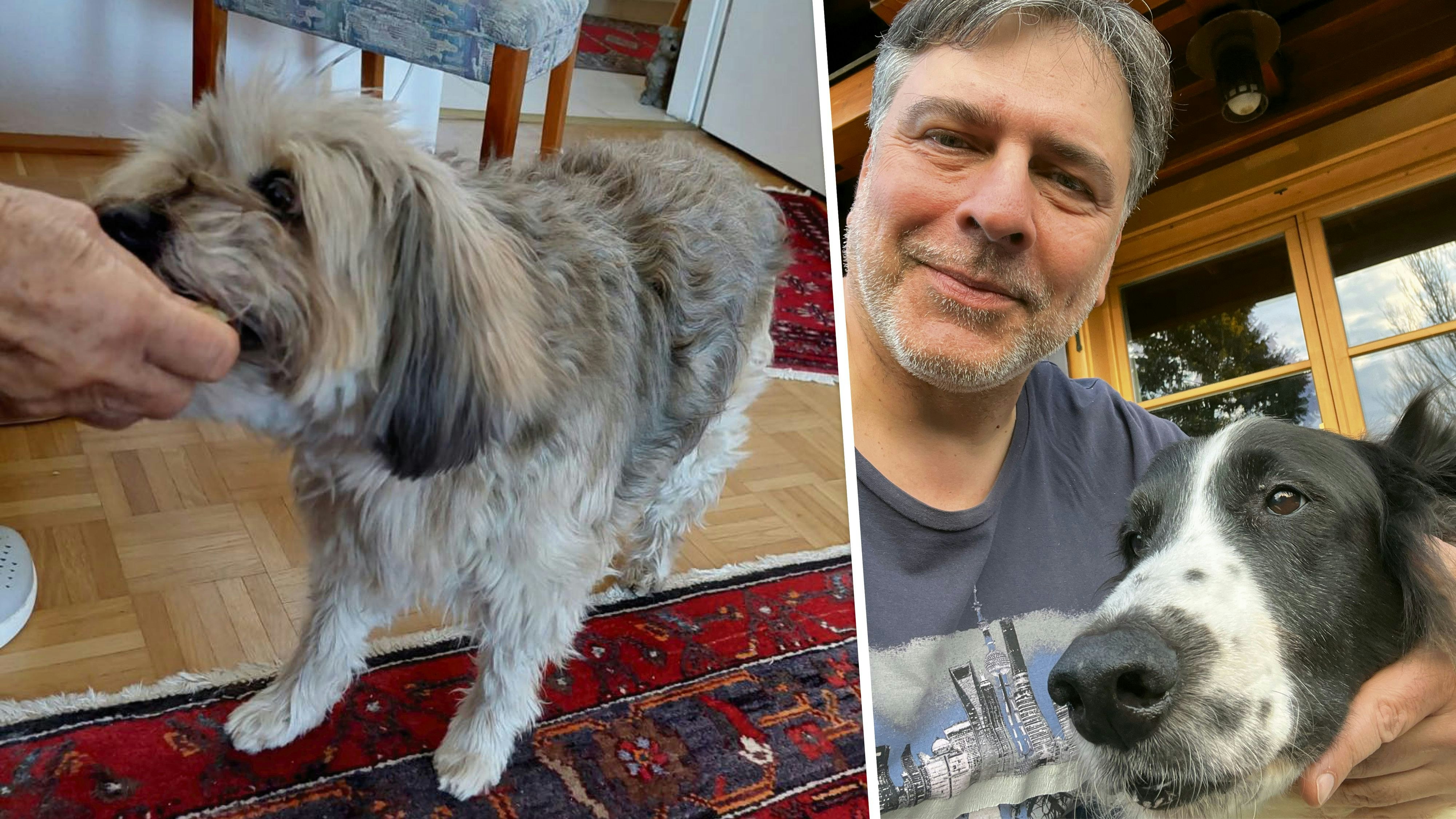 Afschin Ronaghi fand die ausgebüxte Finni in Wien.