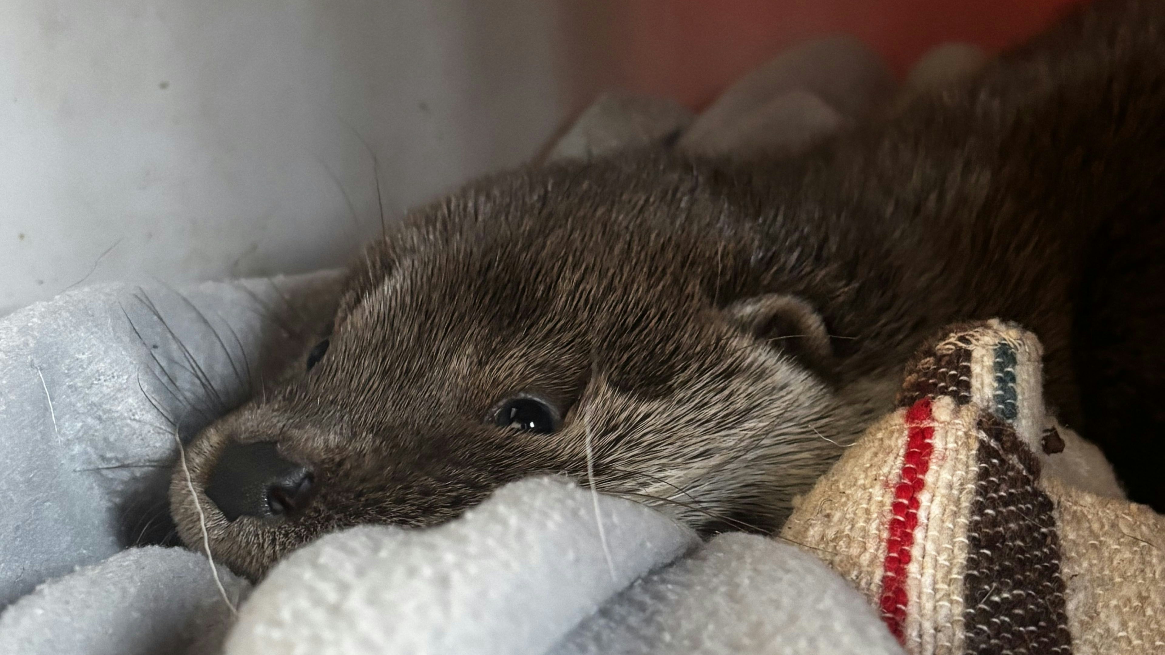 Die kleine "Hermine" kuschelt sich jetzt erst einmal in alle Herzen der Tierpfleger. 